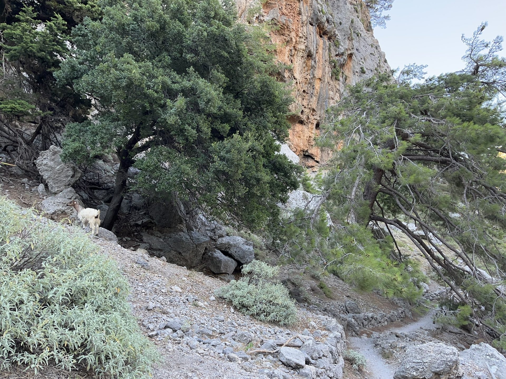 Red cliffs and wild trees in the Agia Irini gorge