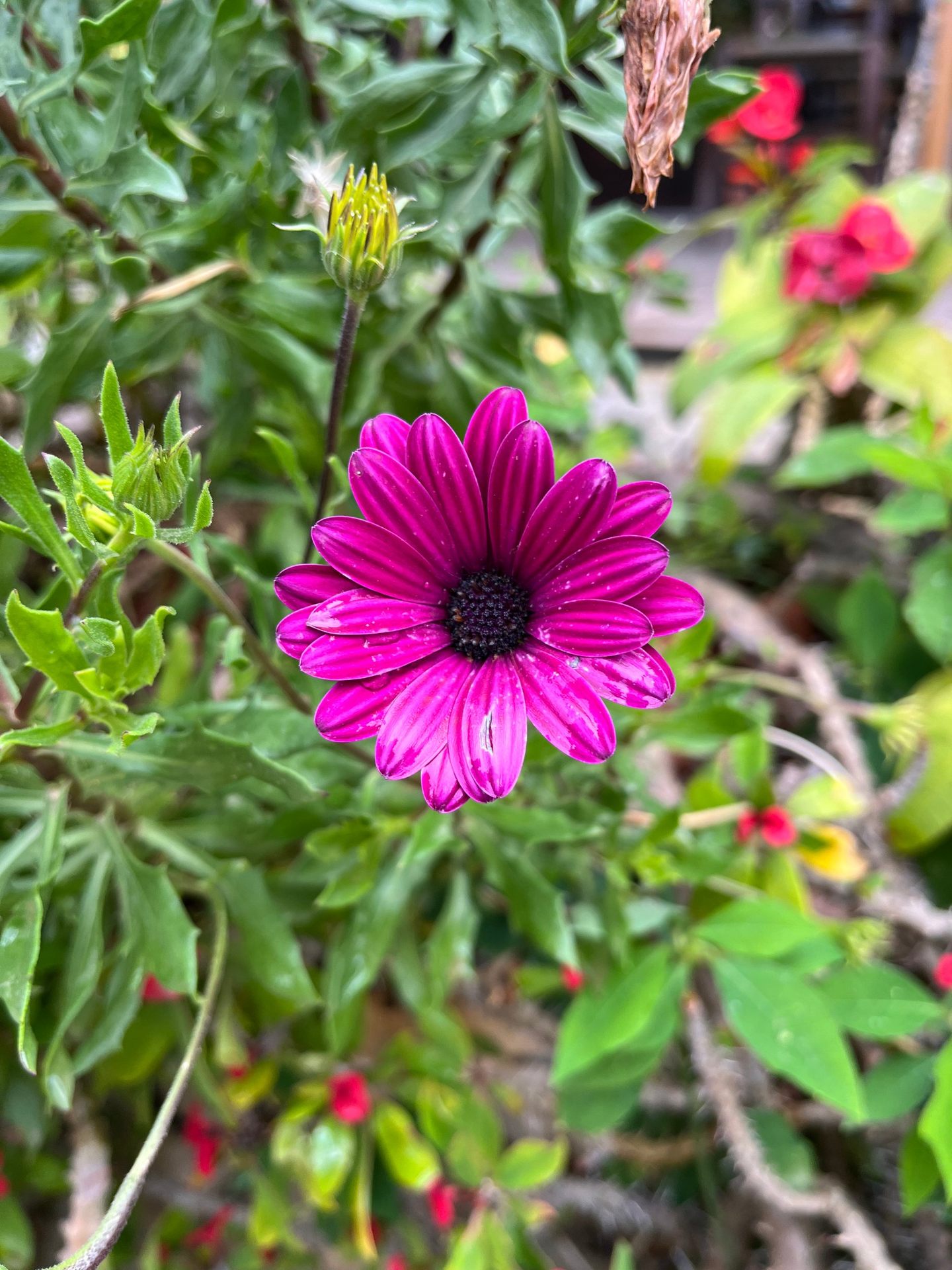 A purple daisy in a village garden