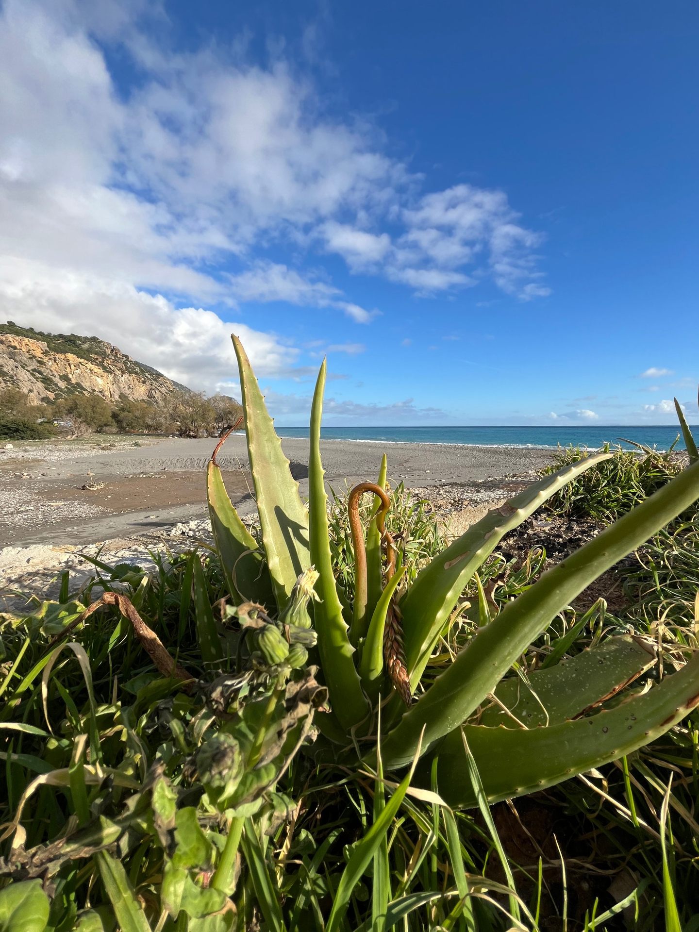 Wild aloe above the beach