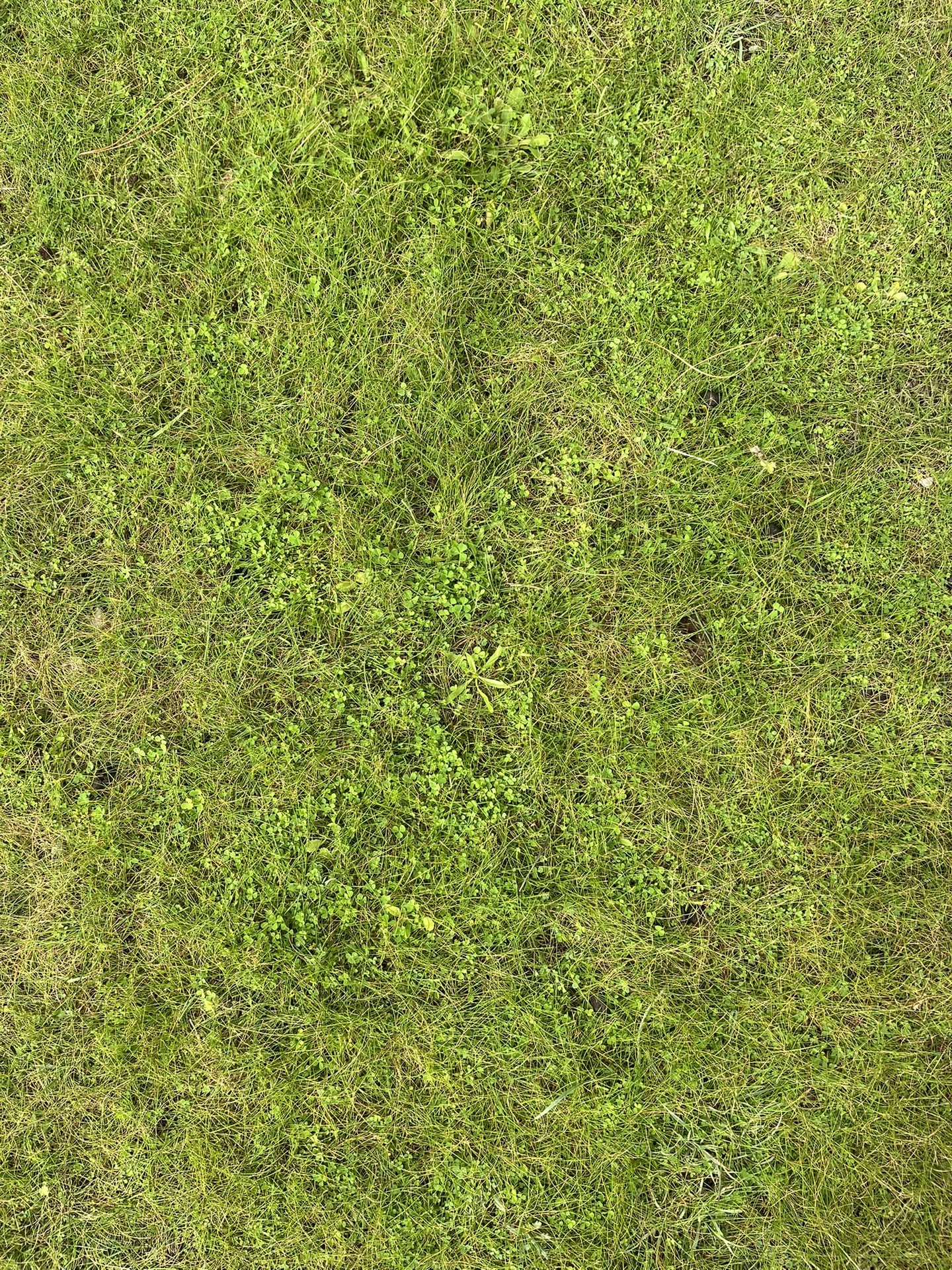 Fresh green grass after the rain