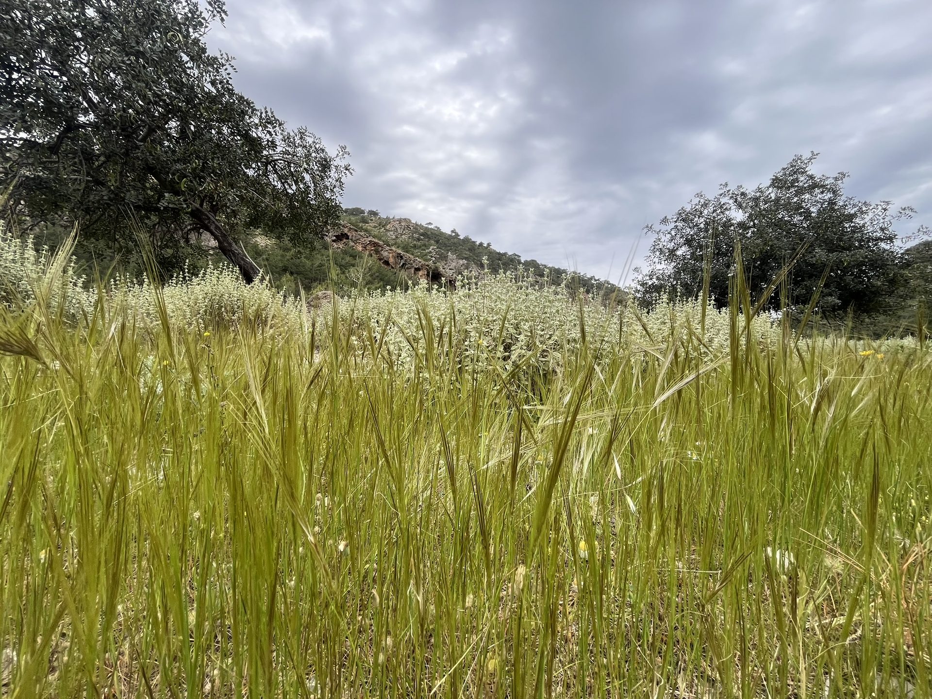 Tall spring grass below the hills