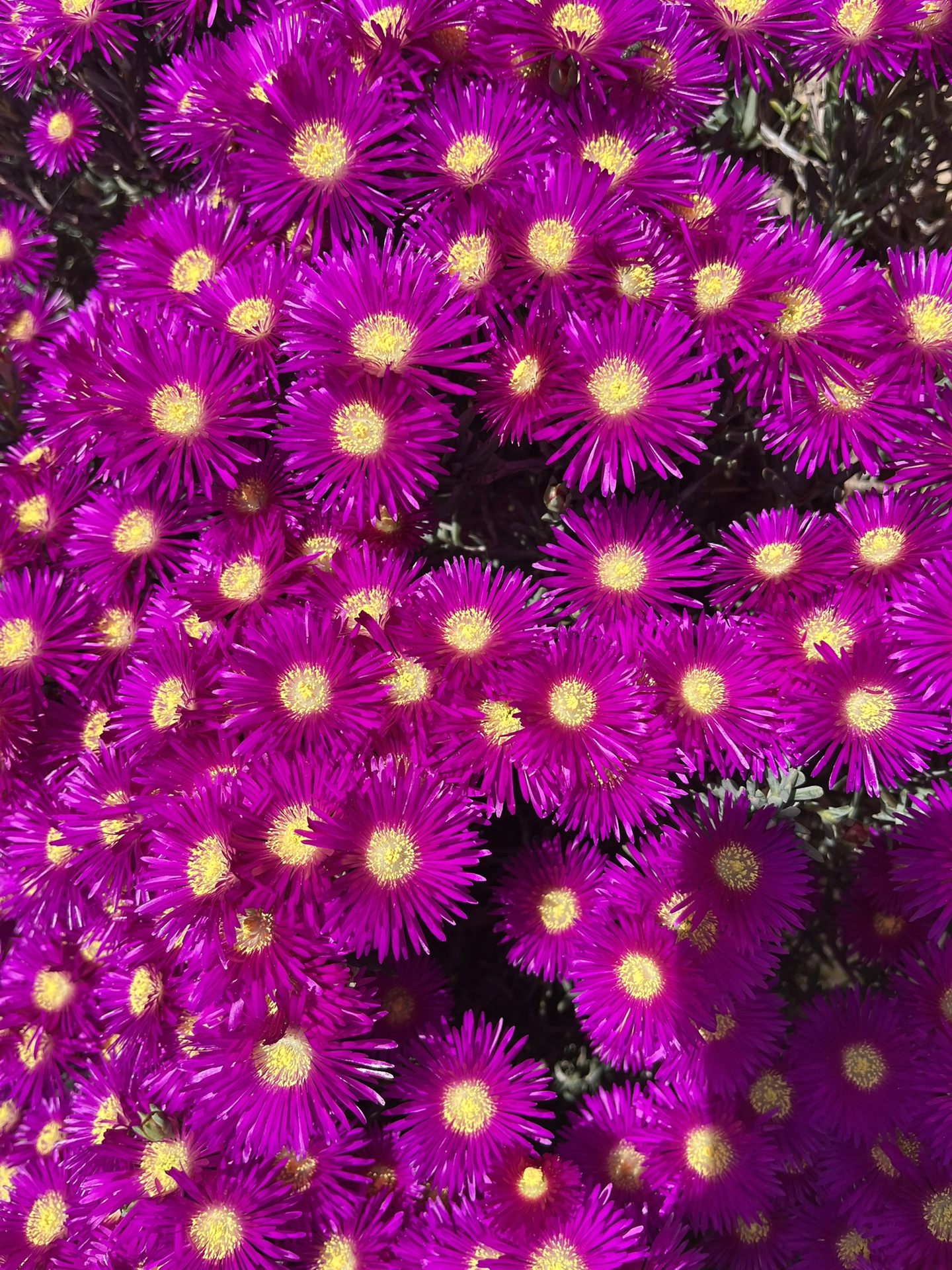 Magenta ice plant in full bloom