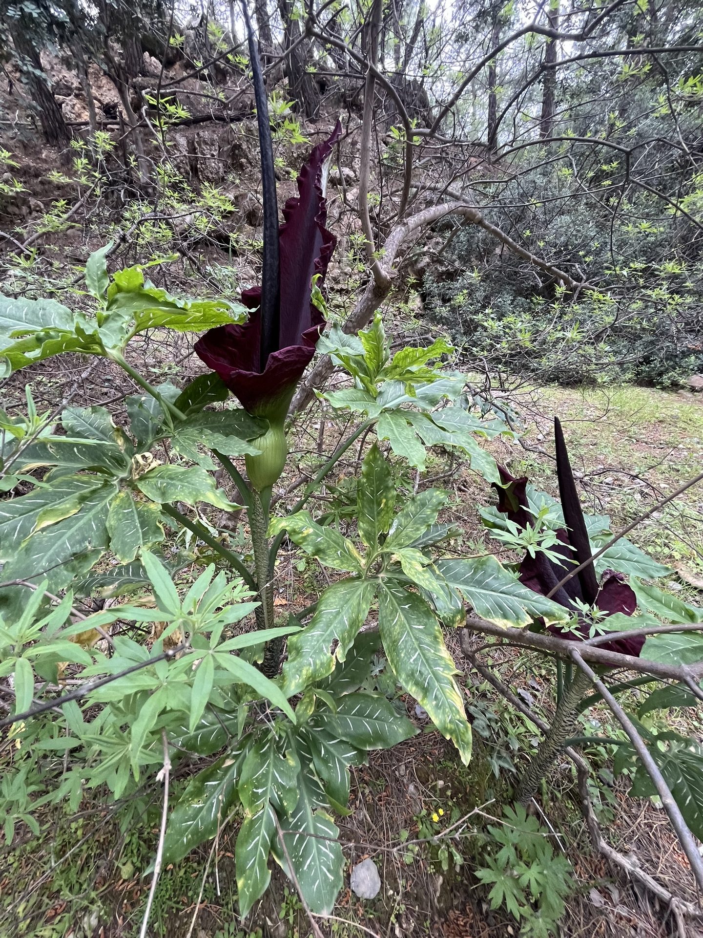 The dark flower of a dragon arum