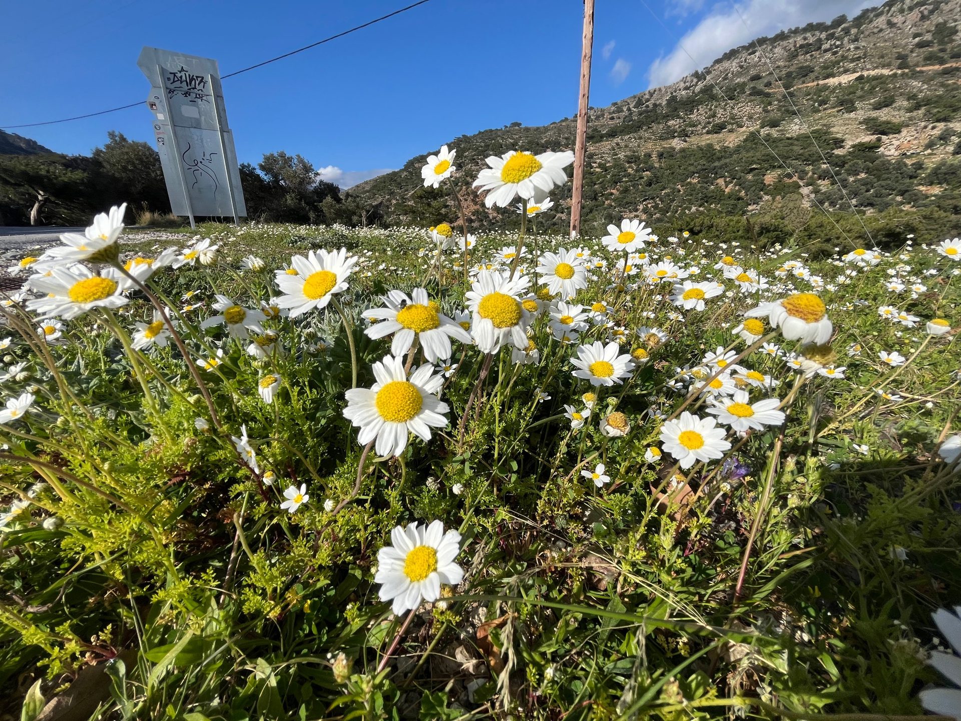 A field of daisies