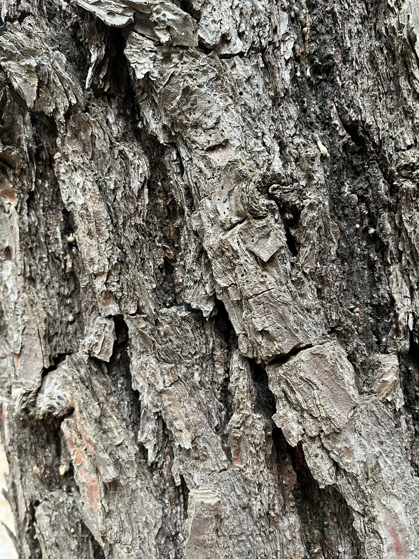 The rough bark of an old pine