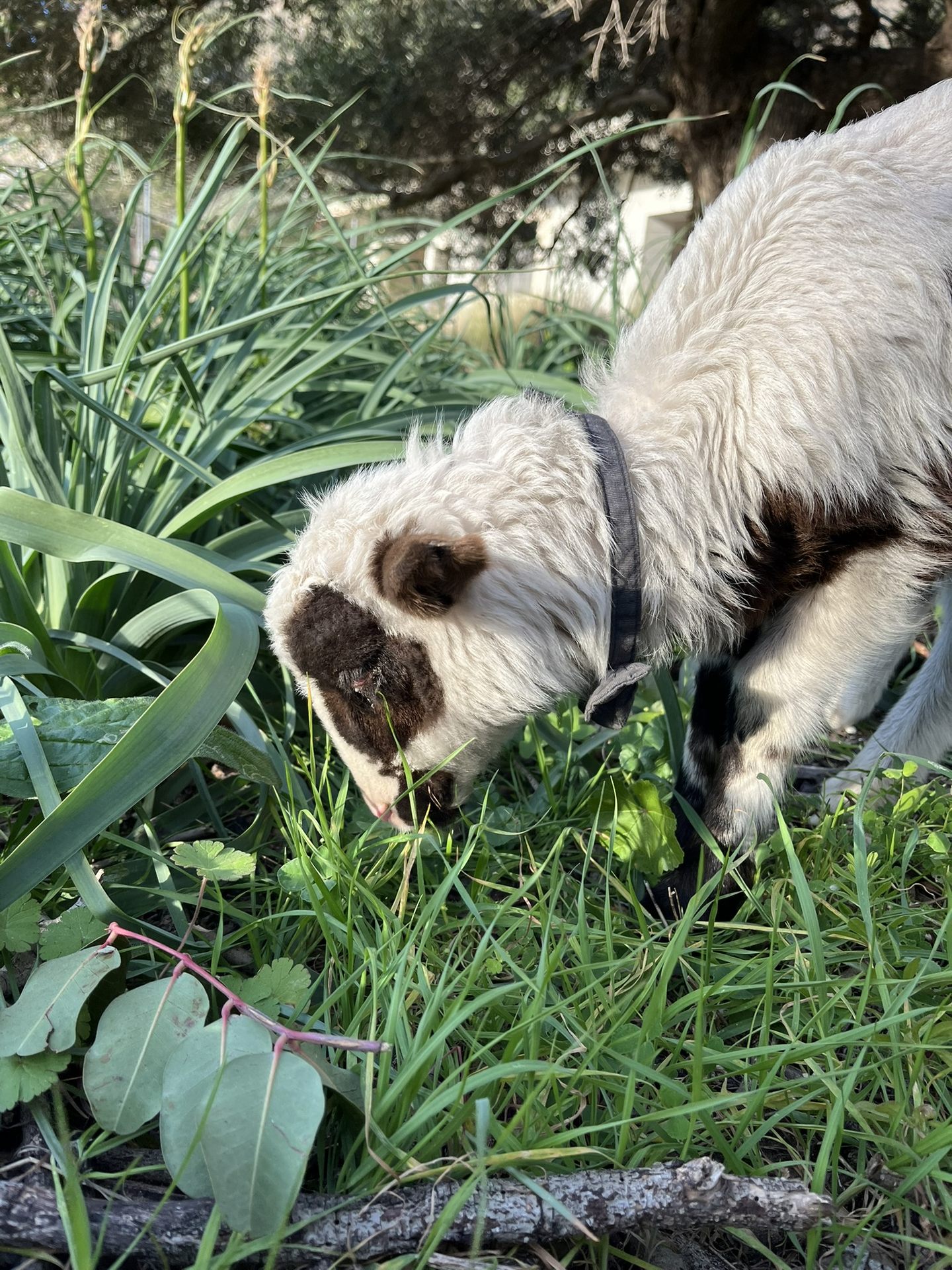 A young lamb grazing