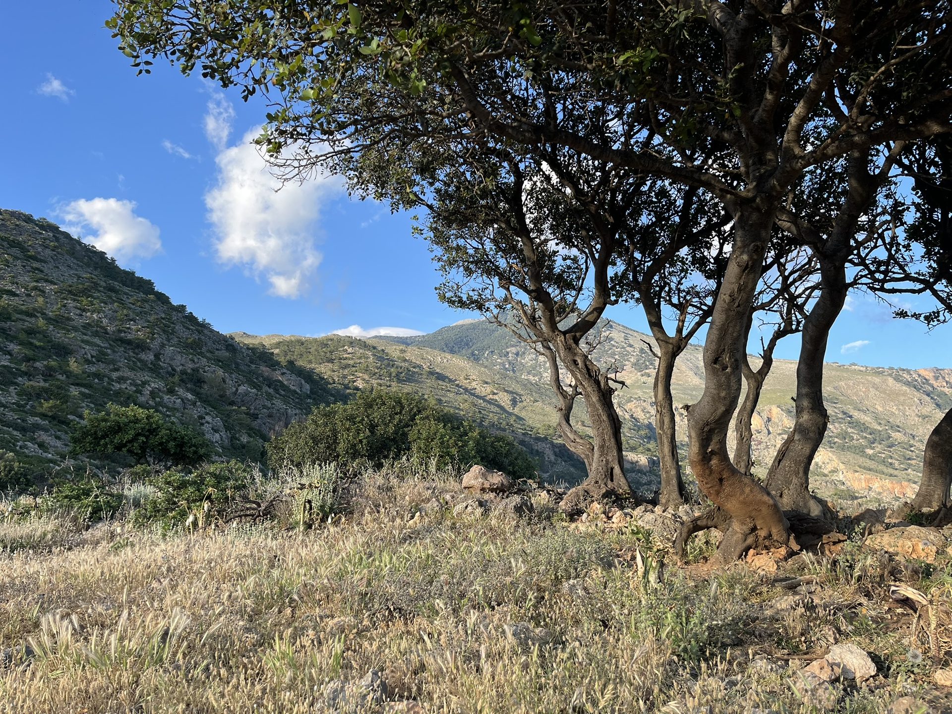 An old tree on the hillside