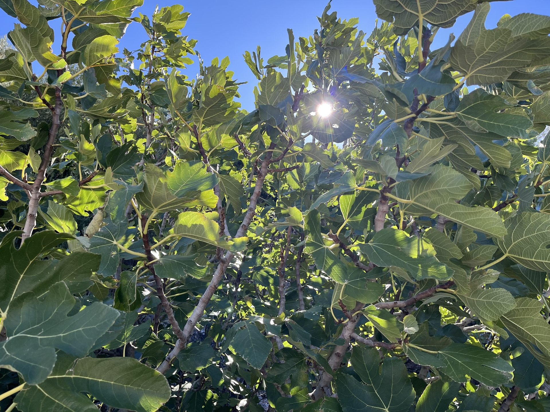 Sun through fig leaves