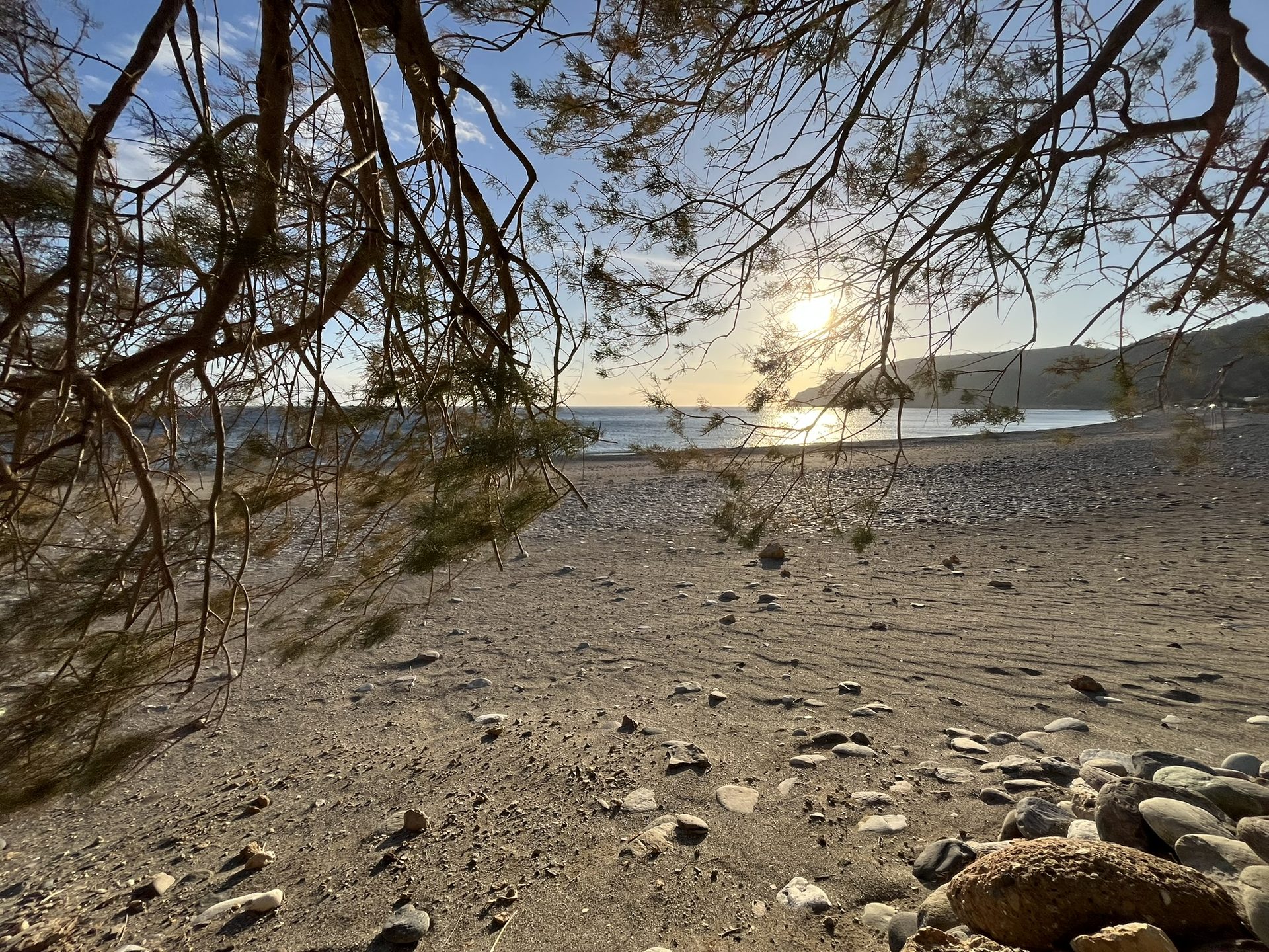 Sunset through tamarisk branches on the beach