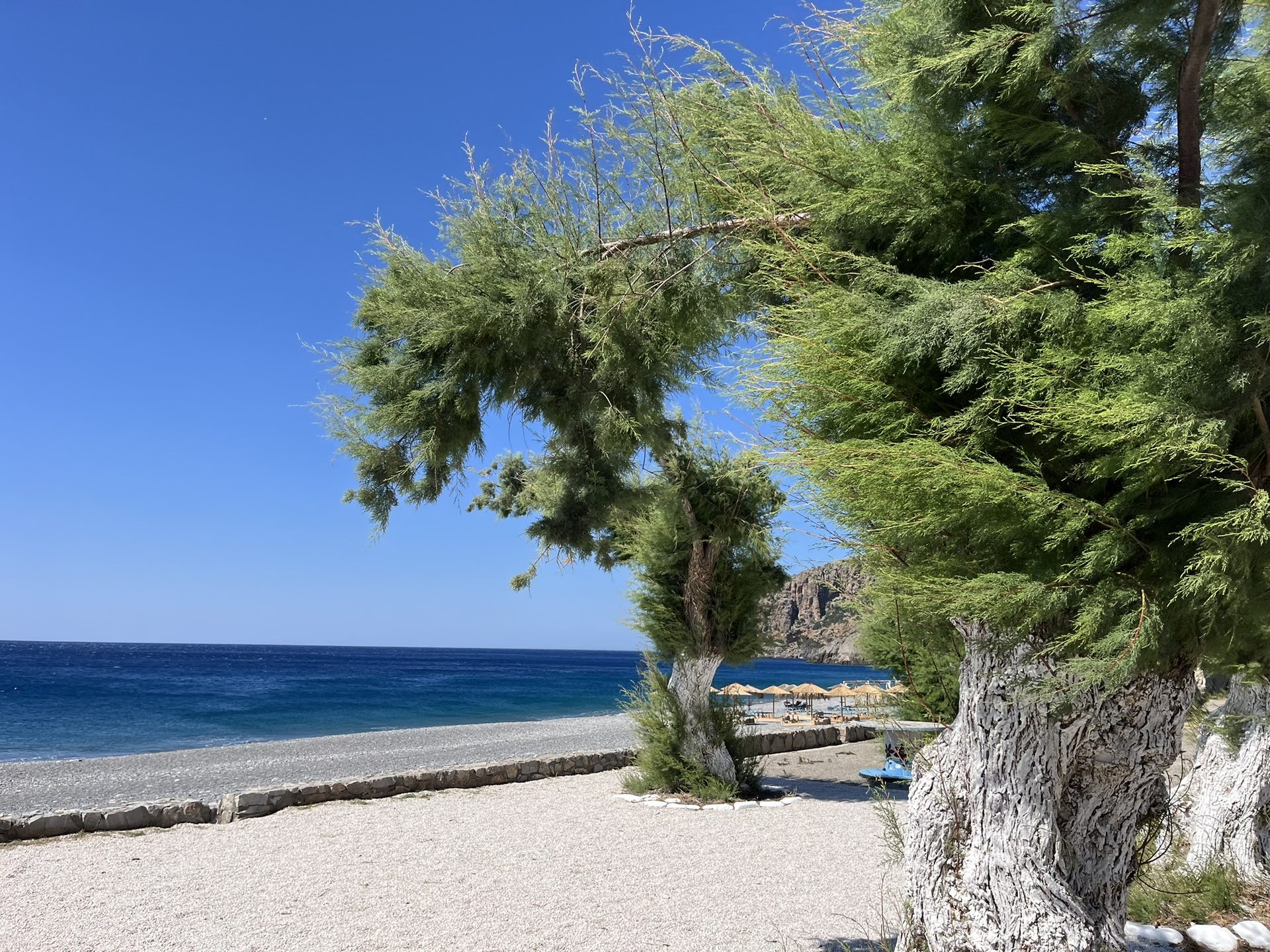 Whitewashed tamarisks along the beach
