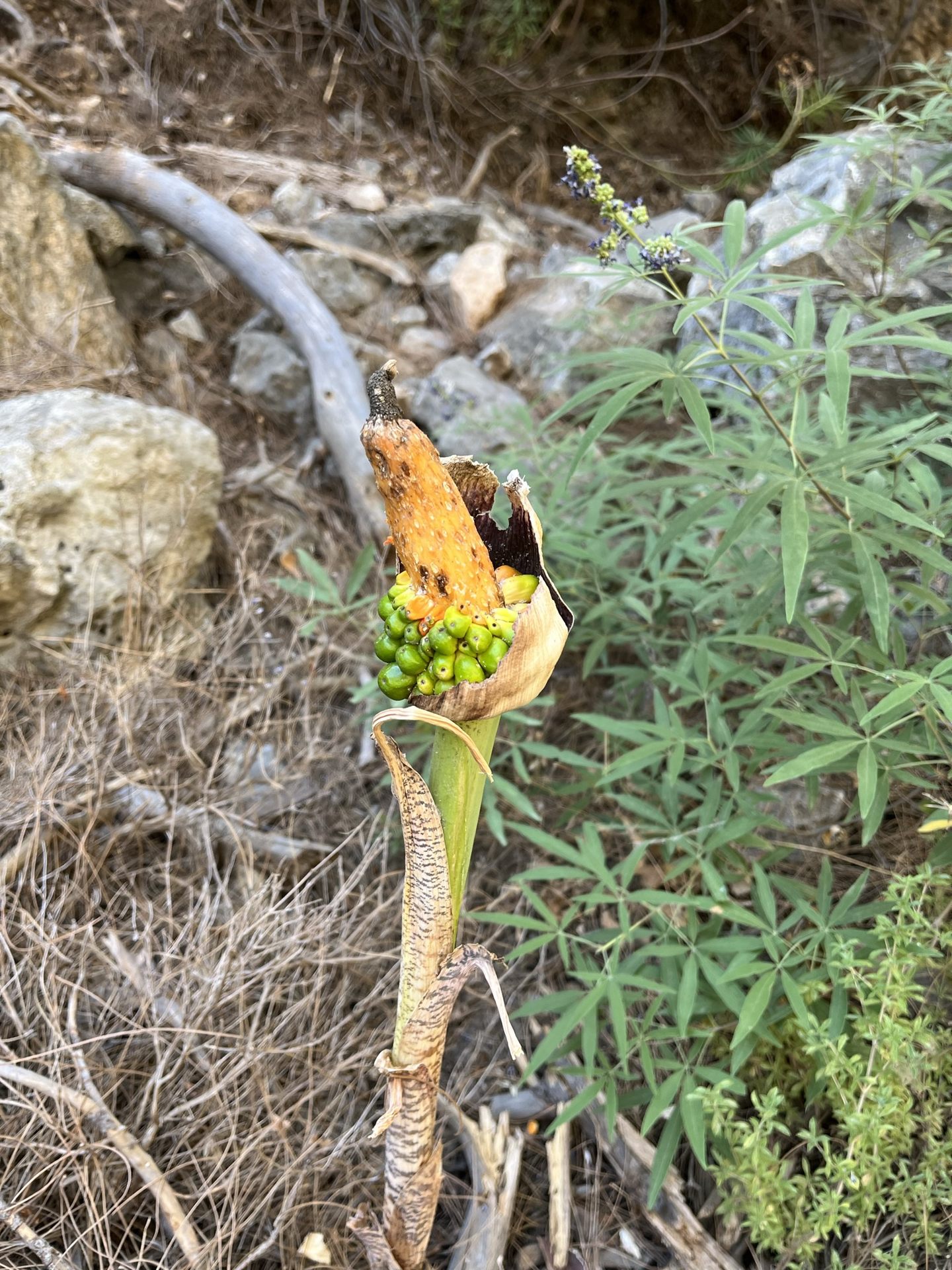The fruit of a wild arum on the forest floor