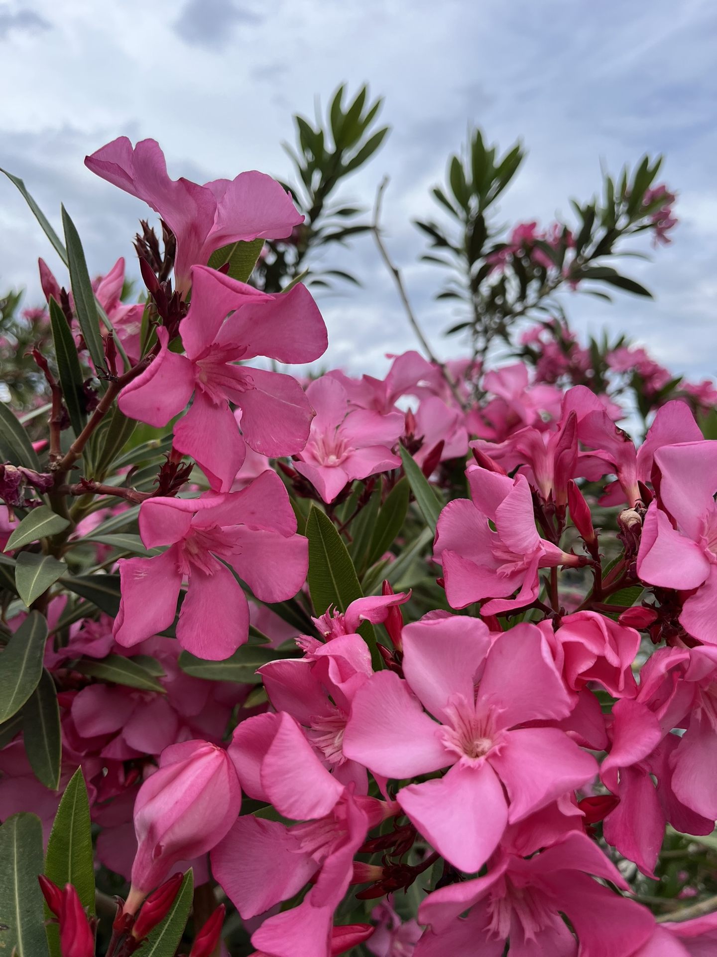 Oleander