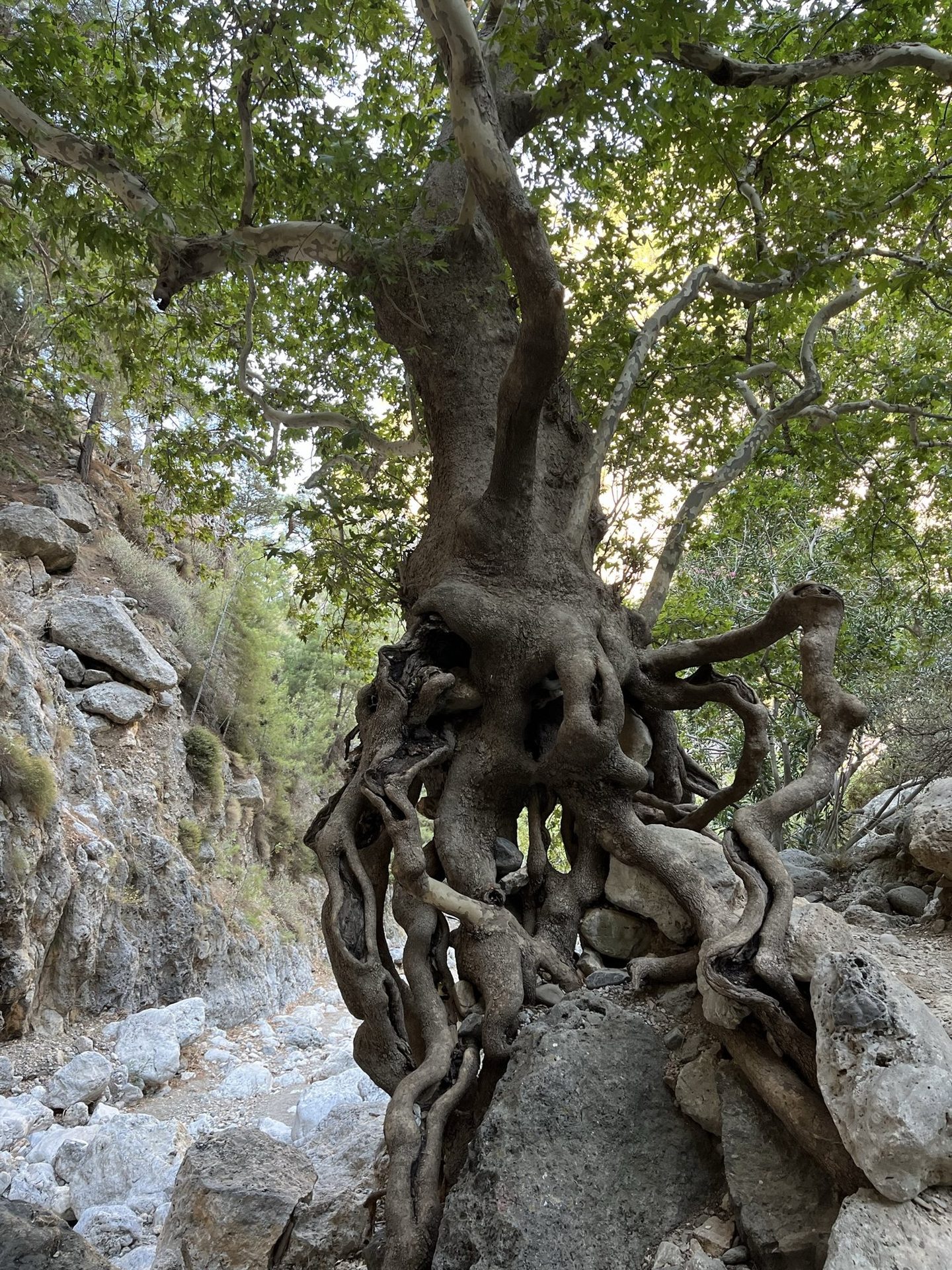 A plane tree wrapping its roots around a boulder in the Agia Irini gorge