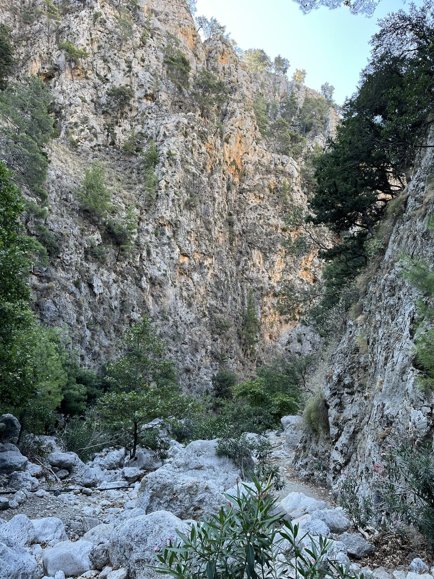 Oleander in front of the high walls of a narrow part of the Agia Irini gorge