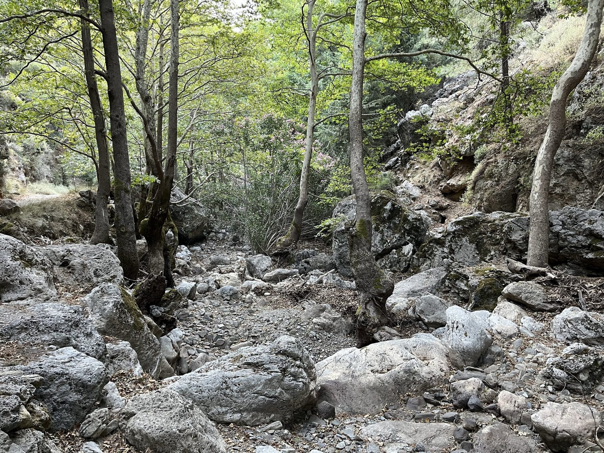 Plane trees growing in the dry riverbed of the Agia Irini gorge