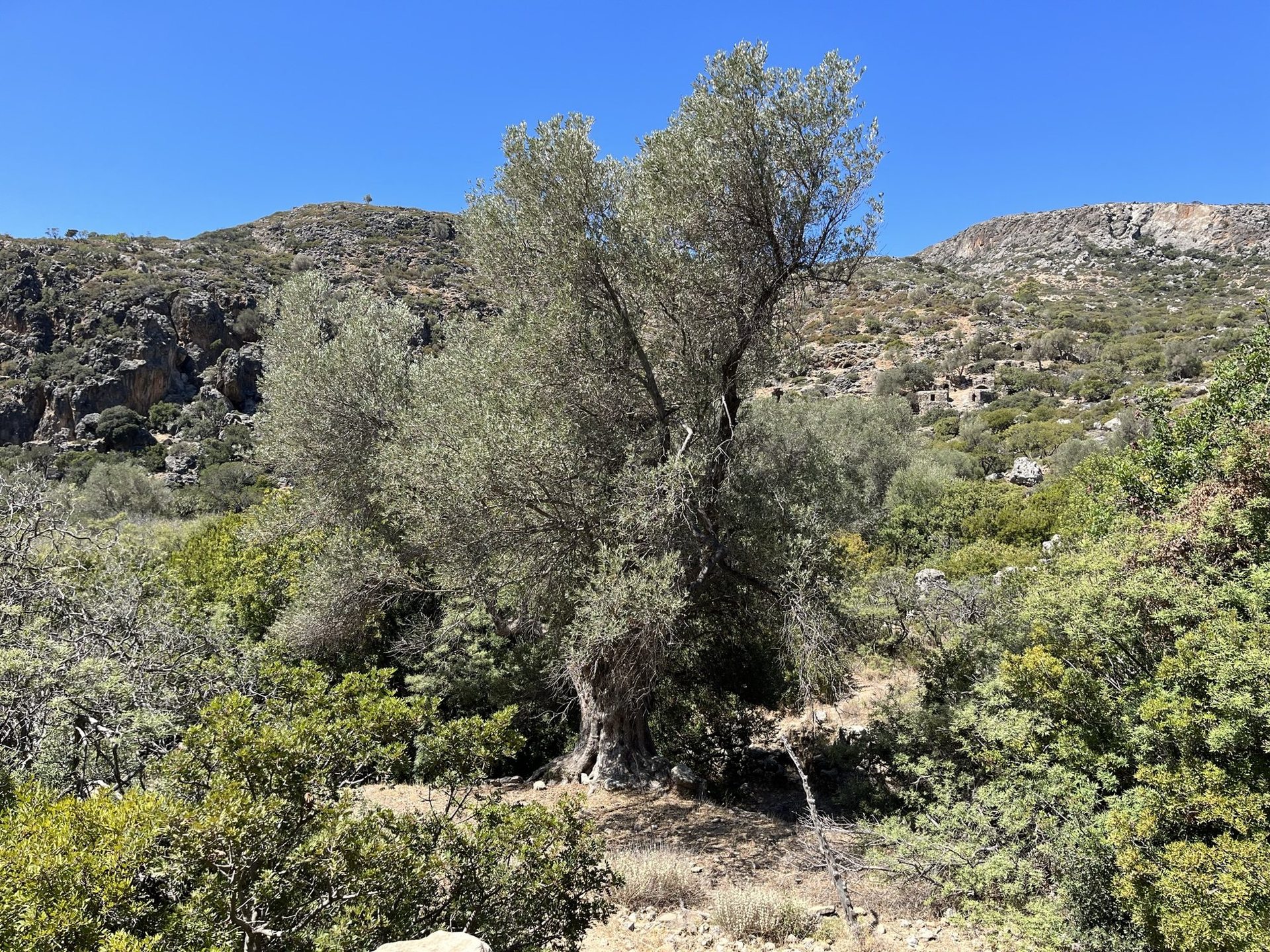 An old olive tree in the valley of Lissos