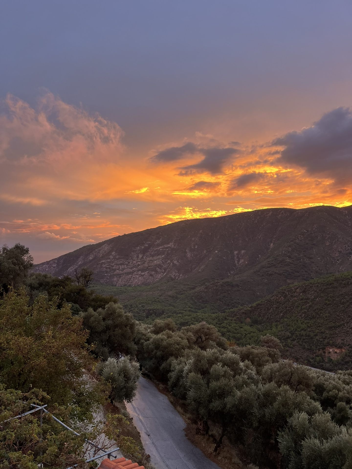 The mountain road and olive trees above Sougia under a glowing evening sky