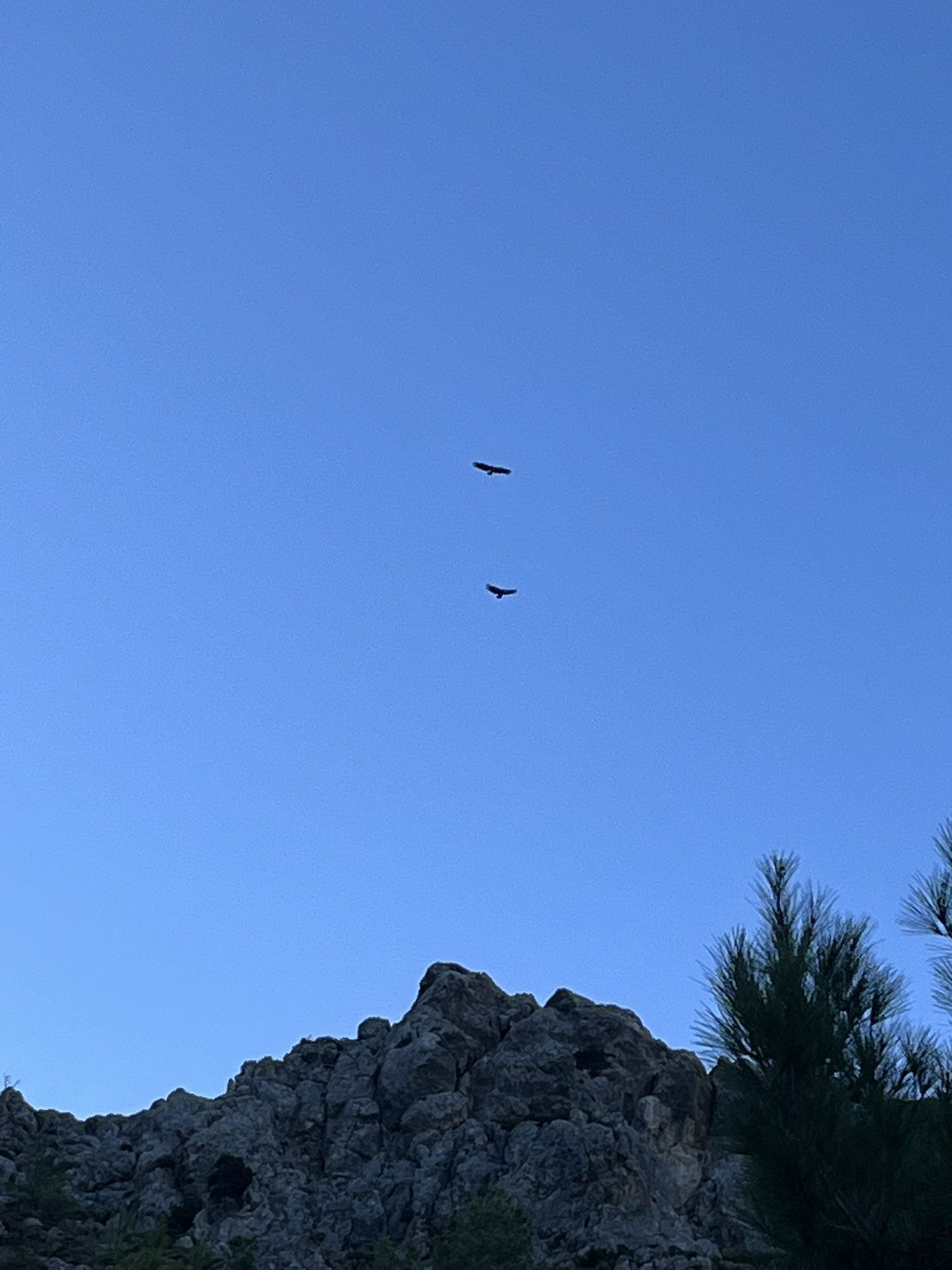 Two griffon vultures circling above the rocky ridge over Sougia
