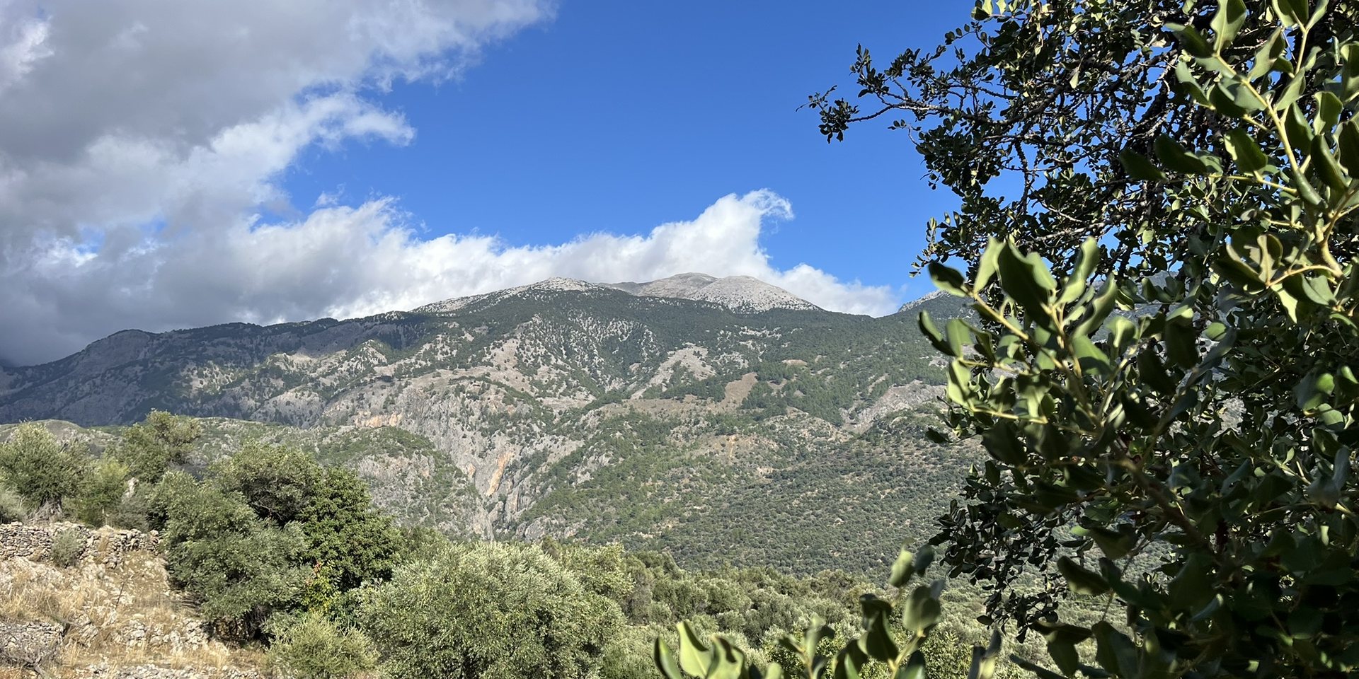 The mountains above Moni under white clouds, with olive groves and a leafy branch in front
