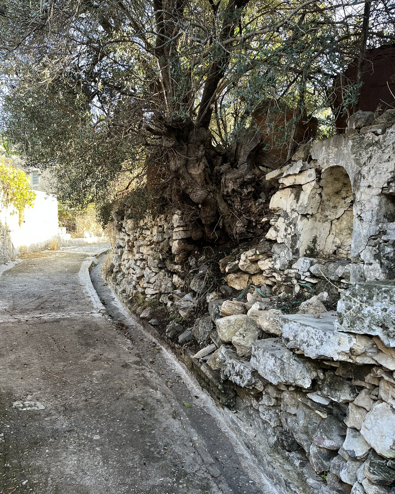 A narrow lane in Moni with a stone water channel, an old olive tree and a dry-stone wall
