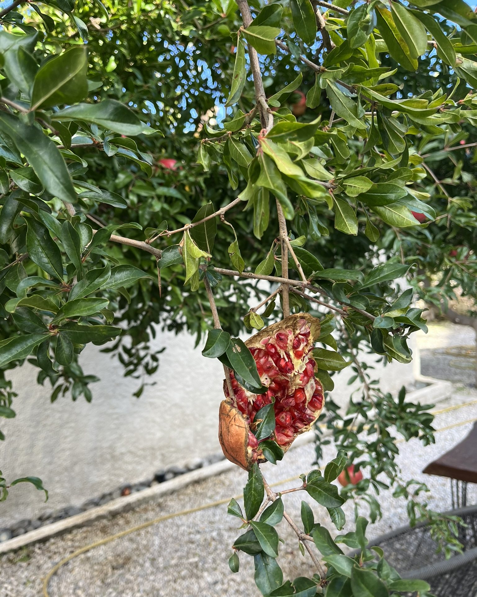 A pomegranate split open on the branch, its red seeds showing, above a white wall in Moni