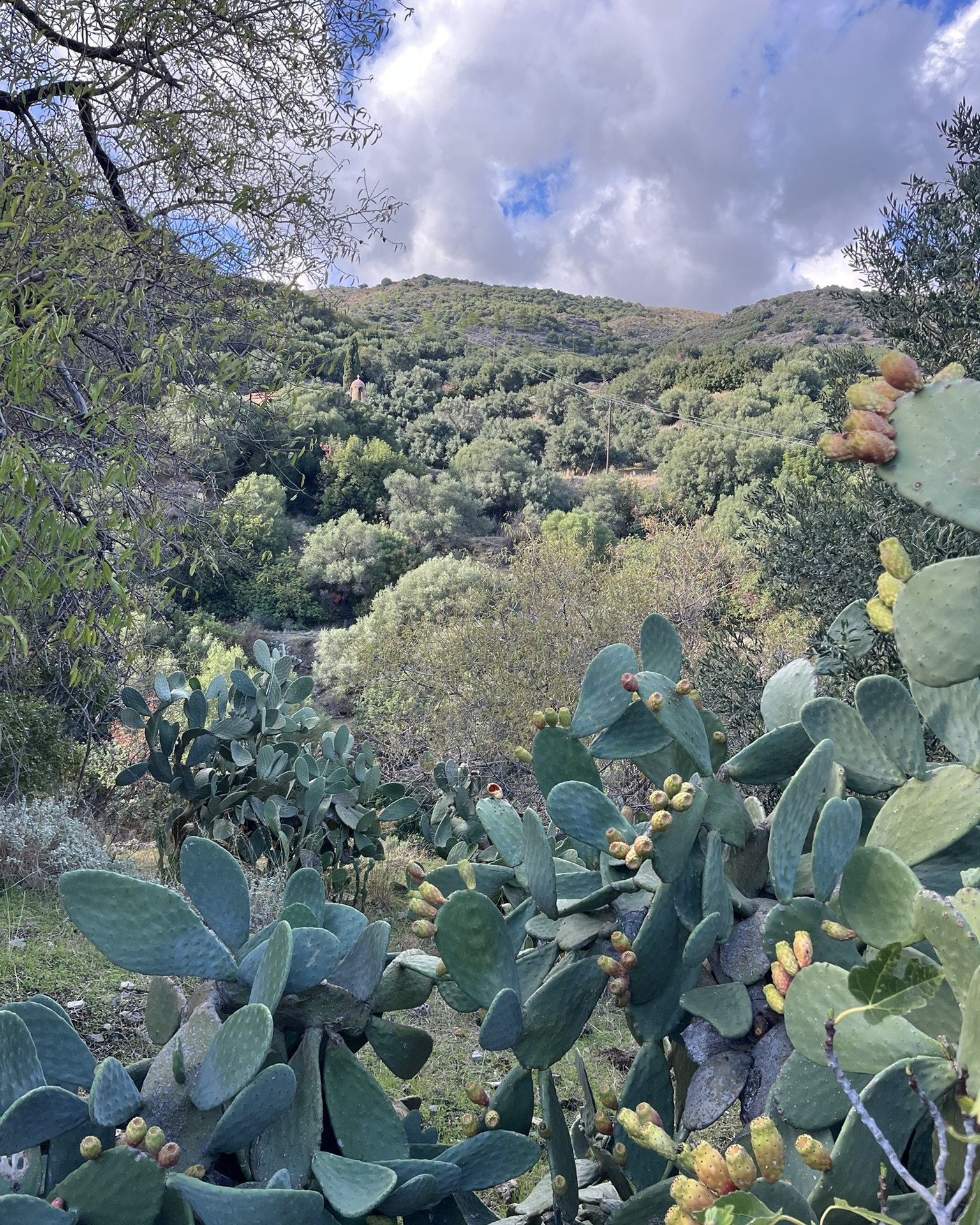 Prickly pears with ripening fruit above a green valley and cloudy sky near Moni