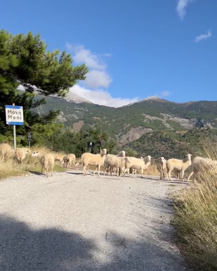 A flock of sheep crossing the road beside the sign for Moni, mountains behind