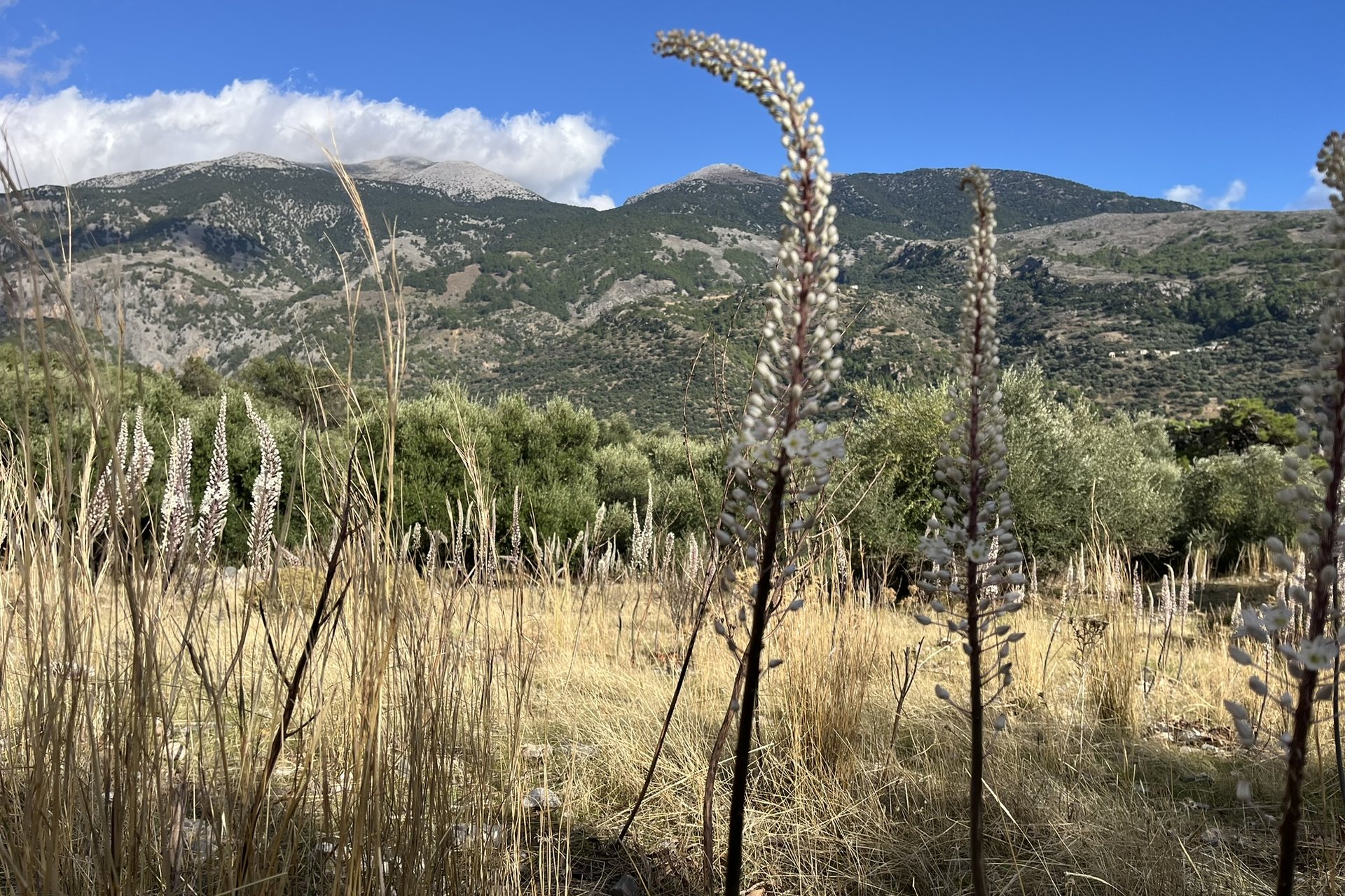 Tall white spikes of sea squill in dry grass, olive trees and the mountains behind