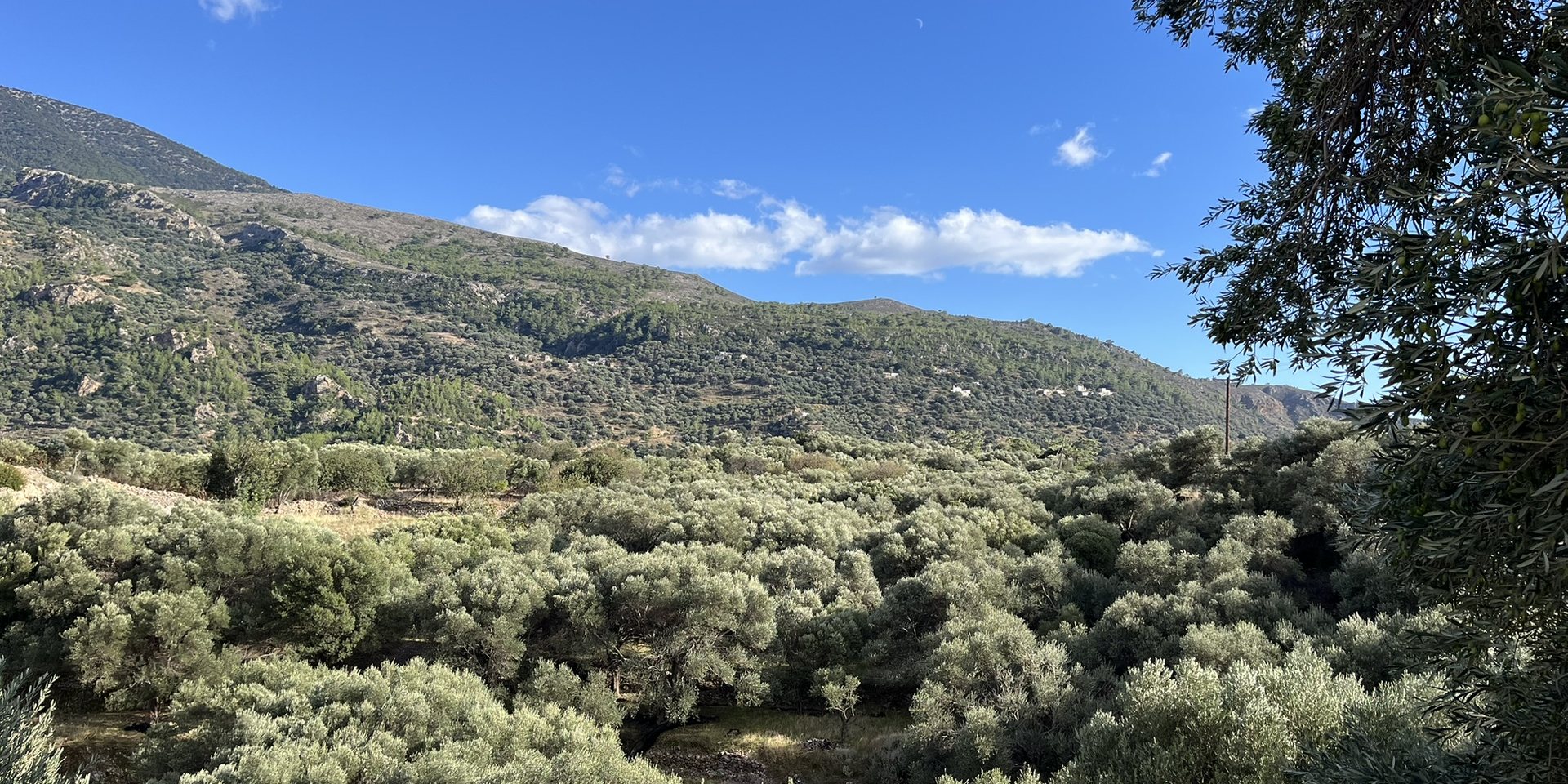Olive groves below the mountains, with the white houses of the village of Livadas in the distance