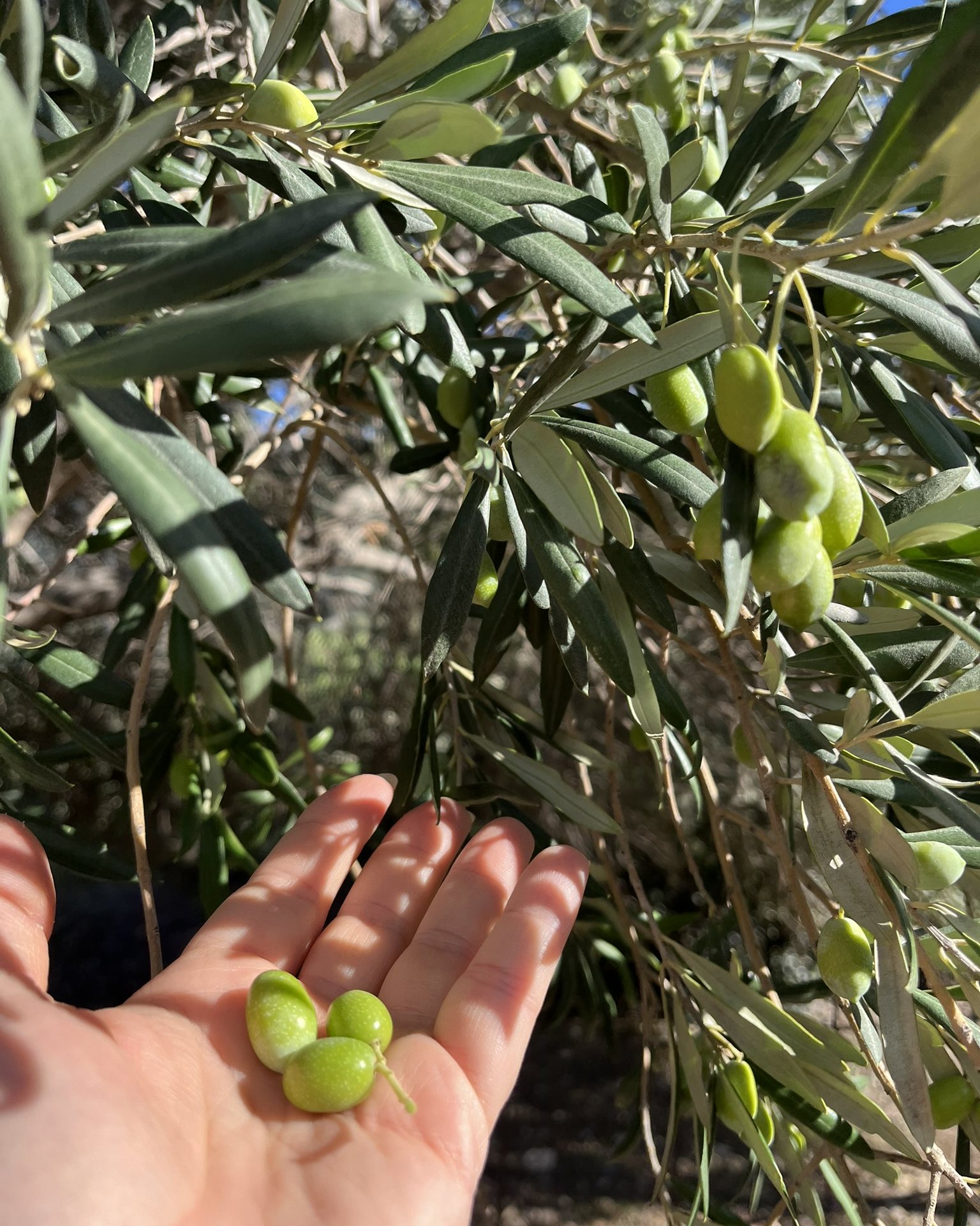Three green olives in an open hand under a laden olive branch