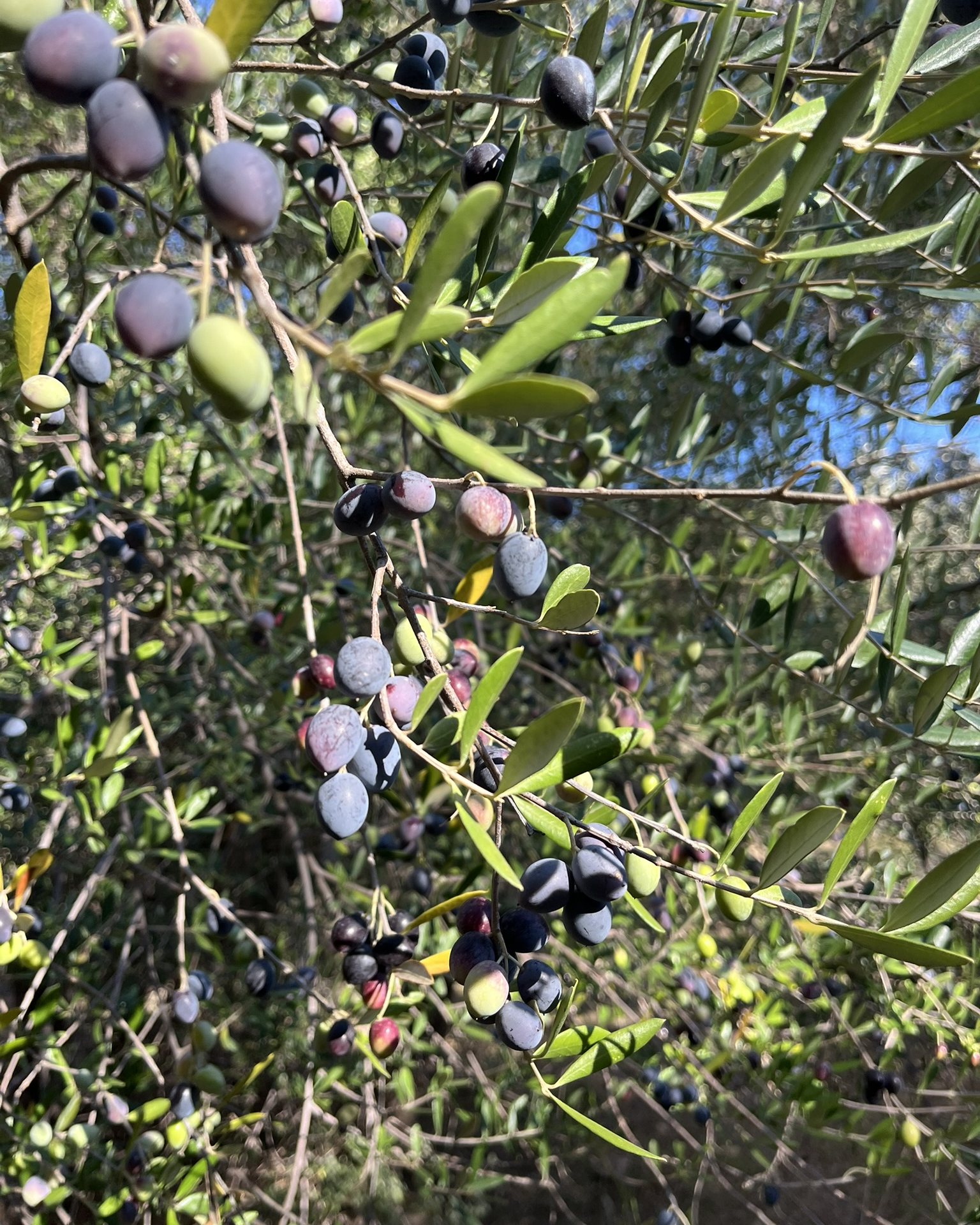 A branch heavy with olives in every shade, green, purple and black
