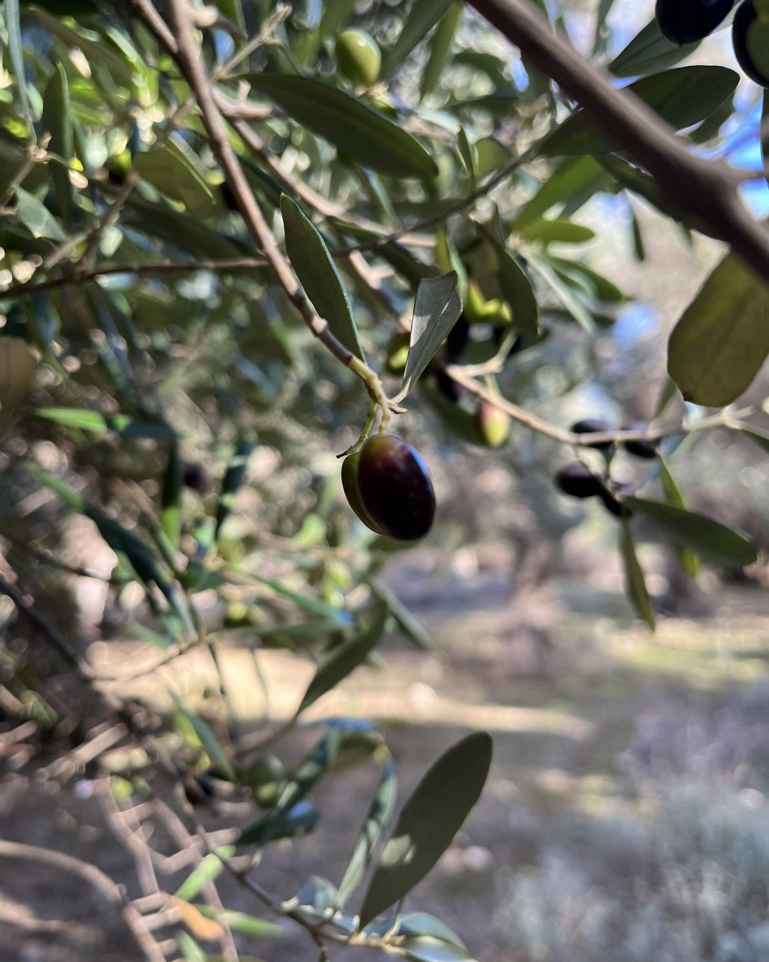 A single dark purple olive hanging from a thin branch, the grove blurred behind