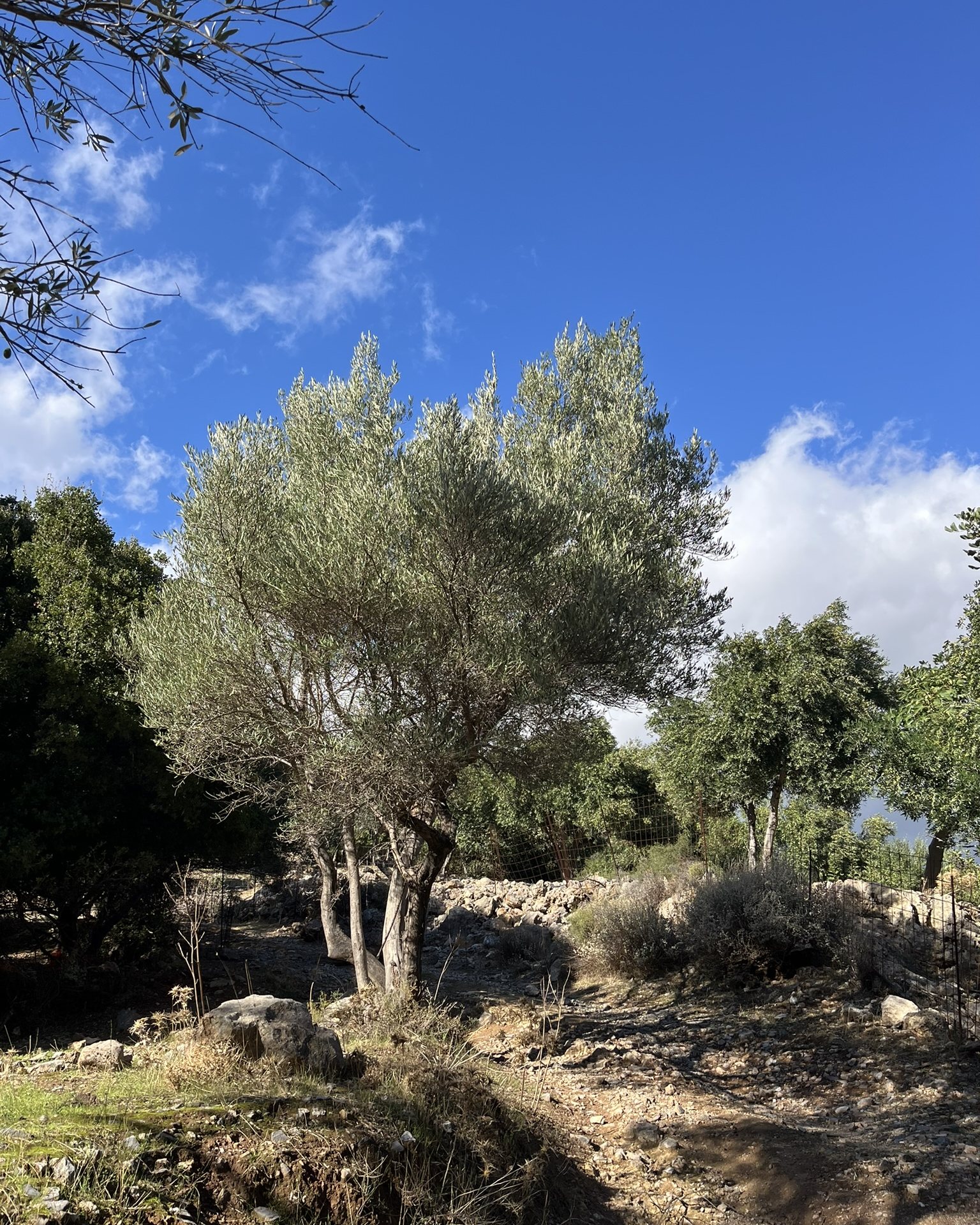 An olive tree with several trunks among stone walls and scrub, under a blue sky