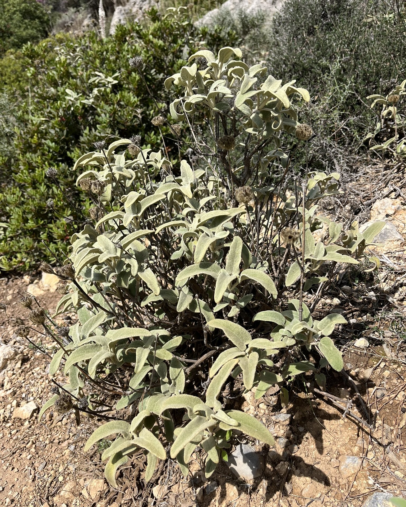 A Jerusalem sage bush with soft grey woolly leaves and dry round flower heads