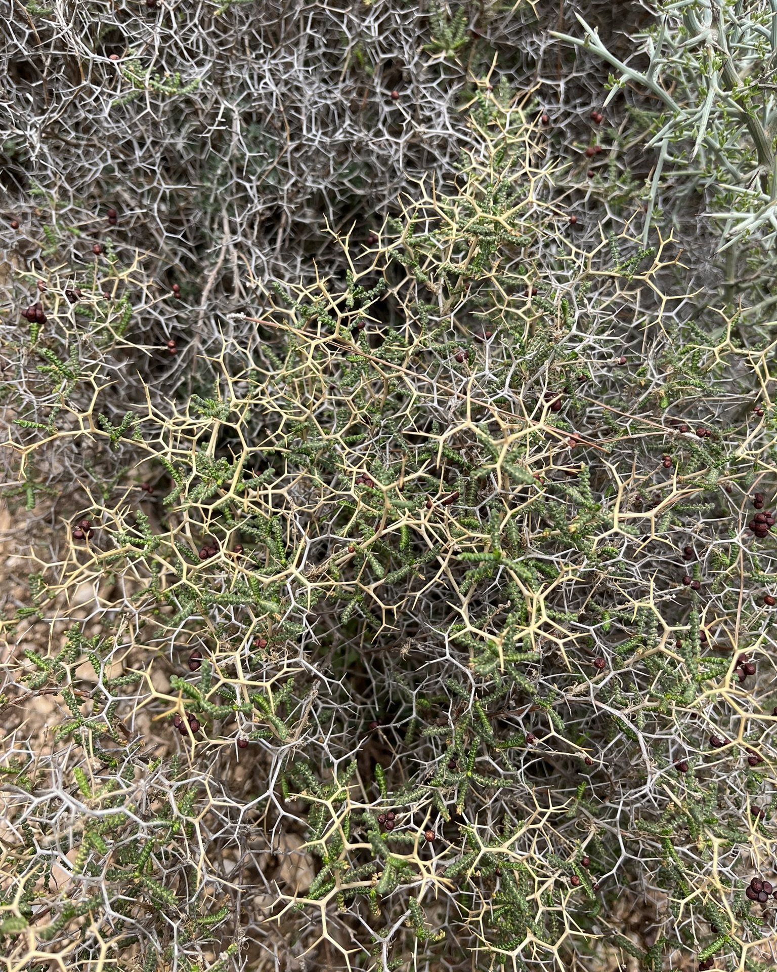 Thorny burnet up close: a net of forked spiny branches with small dark red fruits