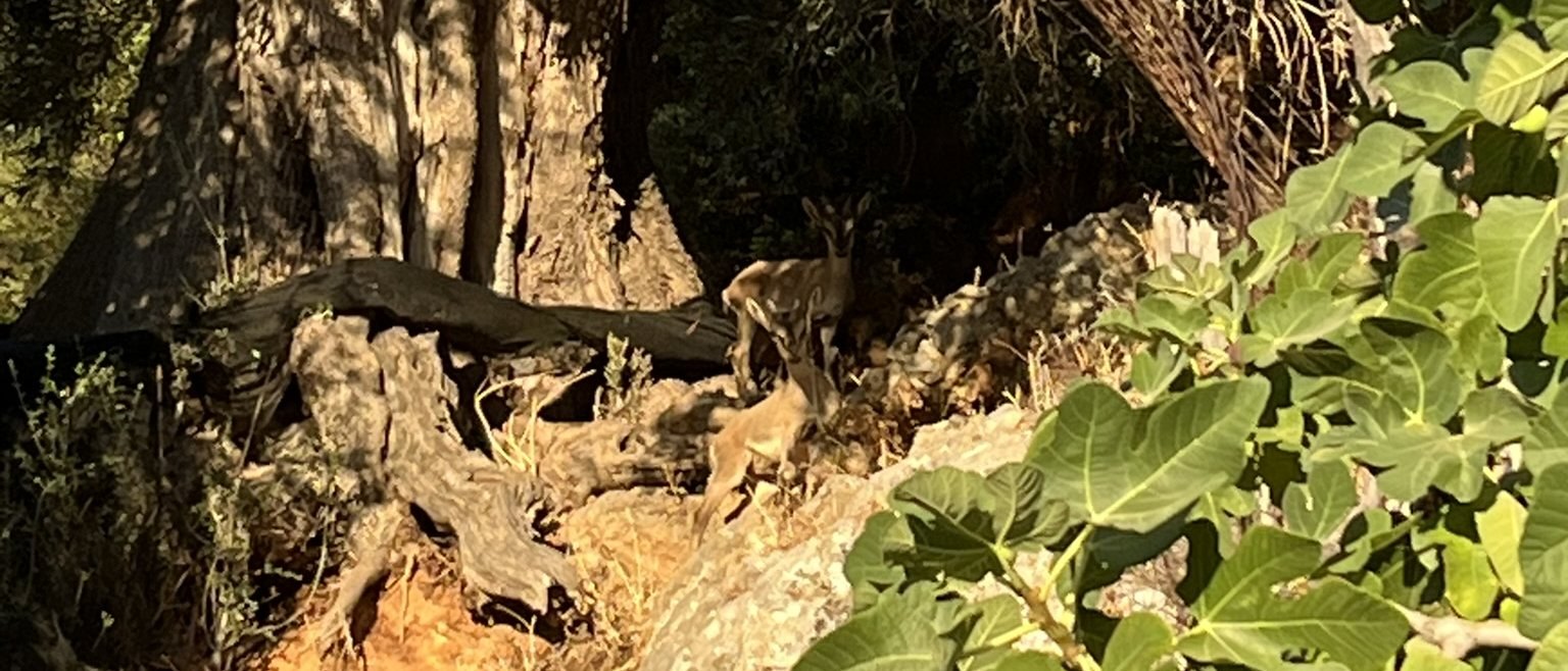 Two young agrimi among the roots of an old olive tree, beside a fig tree