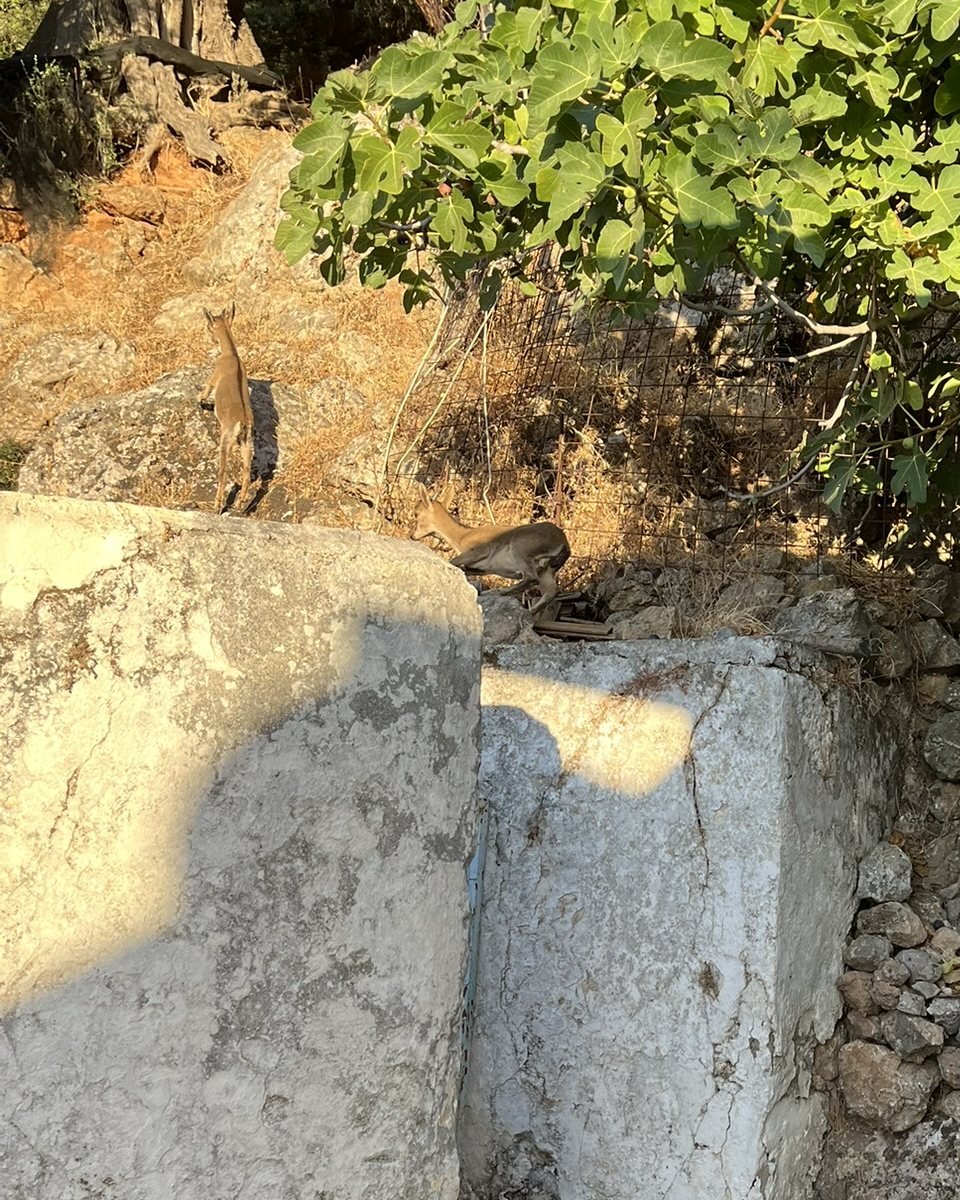 A young agrimi jumping onto a whitewashed wall, another standing on a rock above it