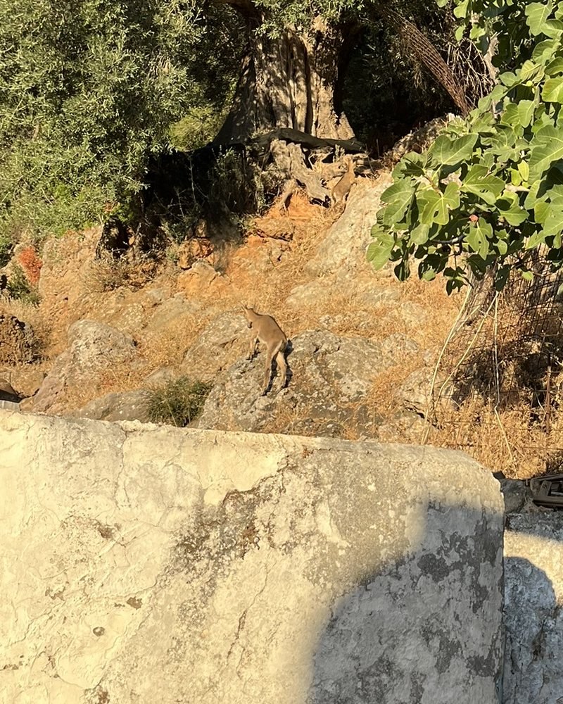 A young agrimi climbing a rocky slope below an olive tree