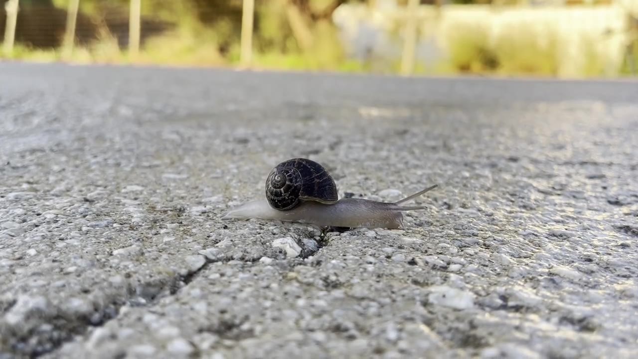 A snail crossing the path, slowly