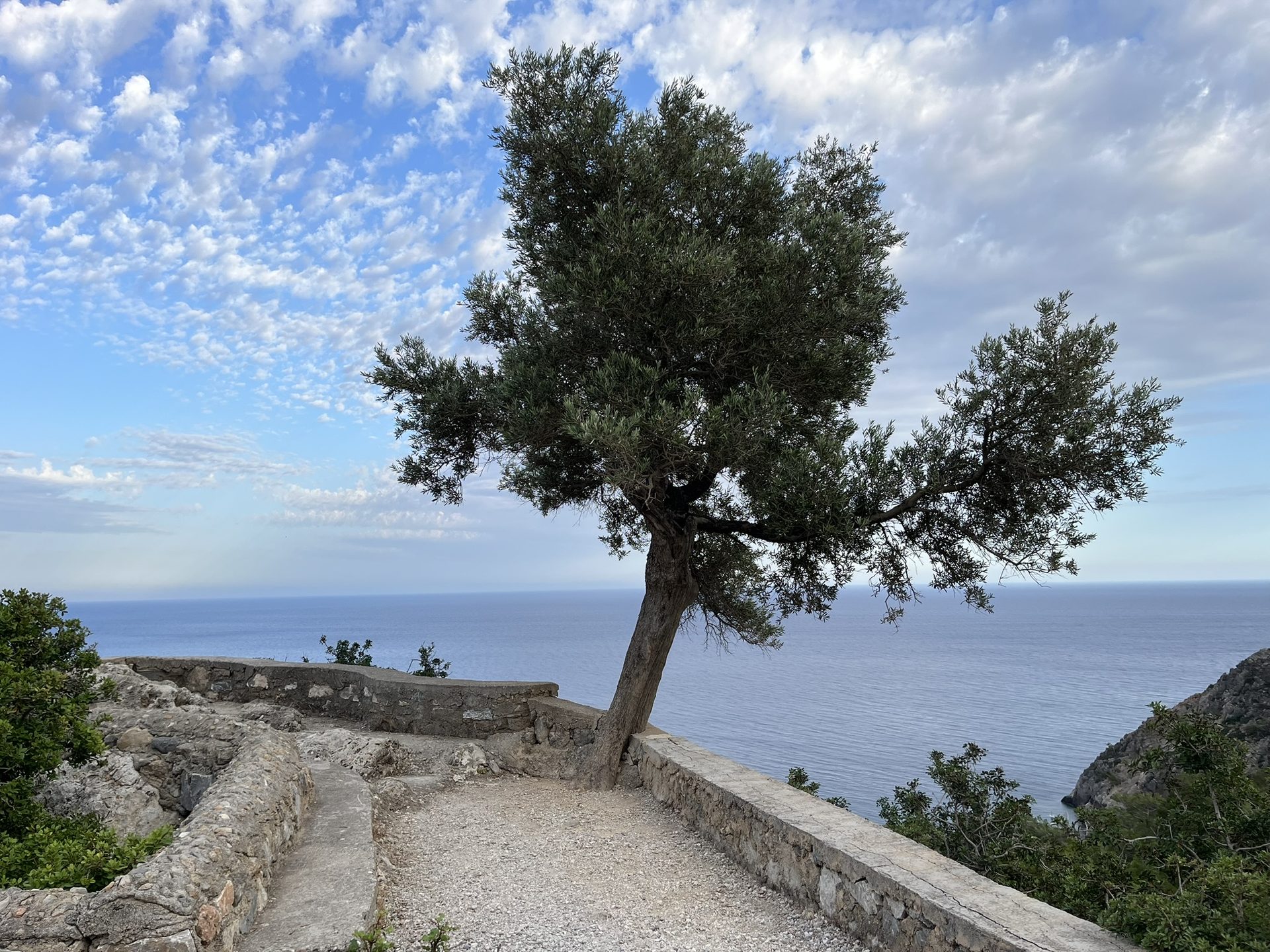 An olive tree on a stone terrace above the sea