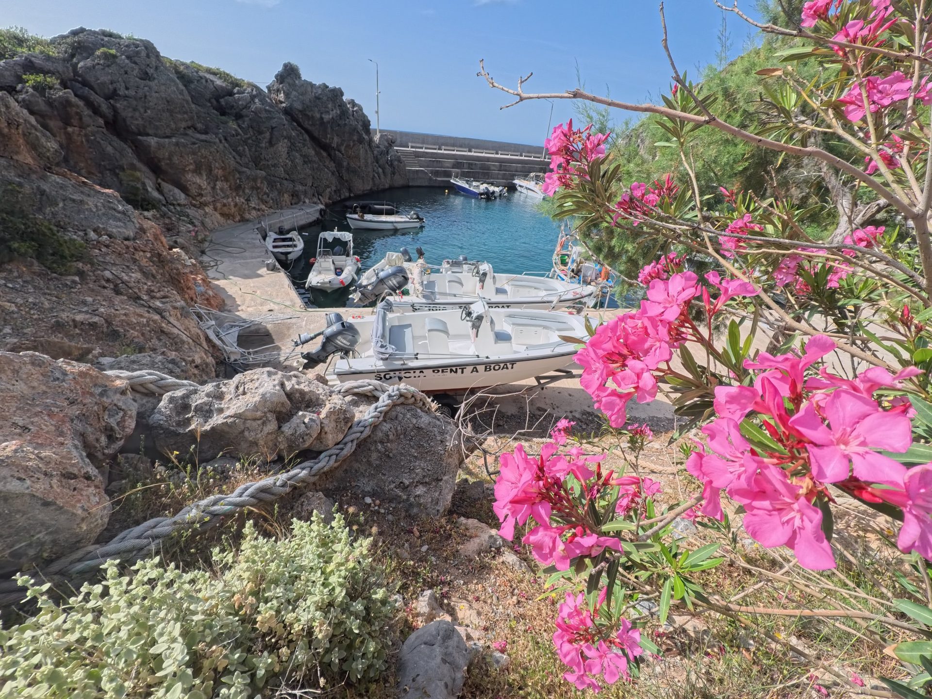 Oleander above the boats in Sougia harbour