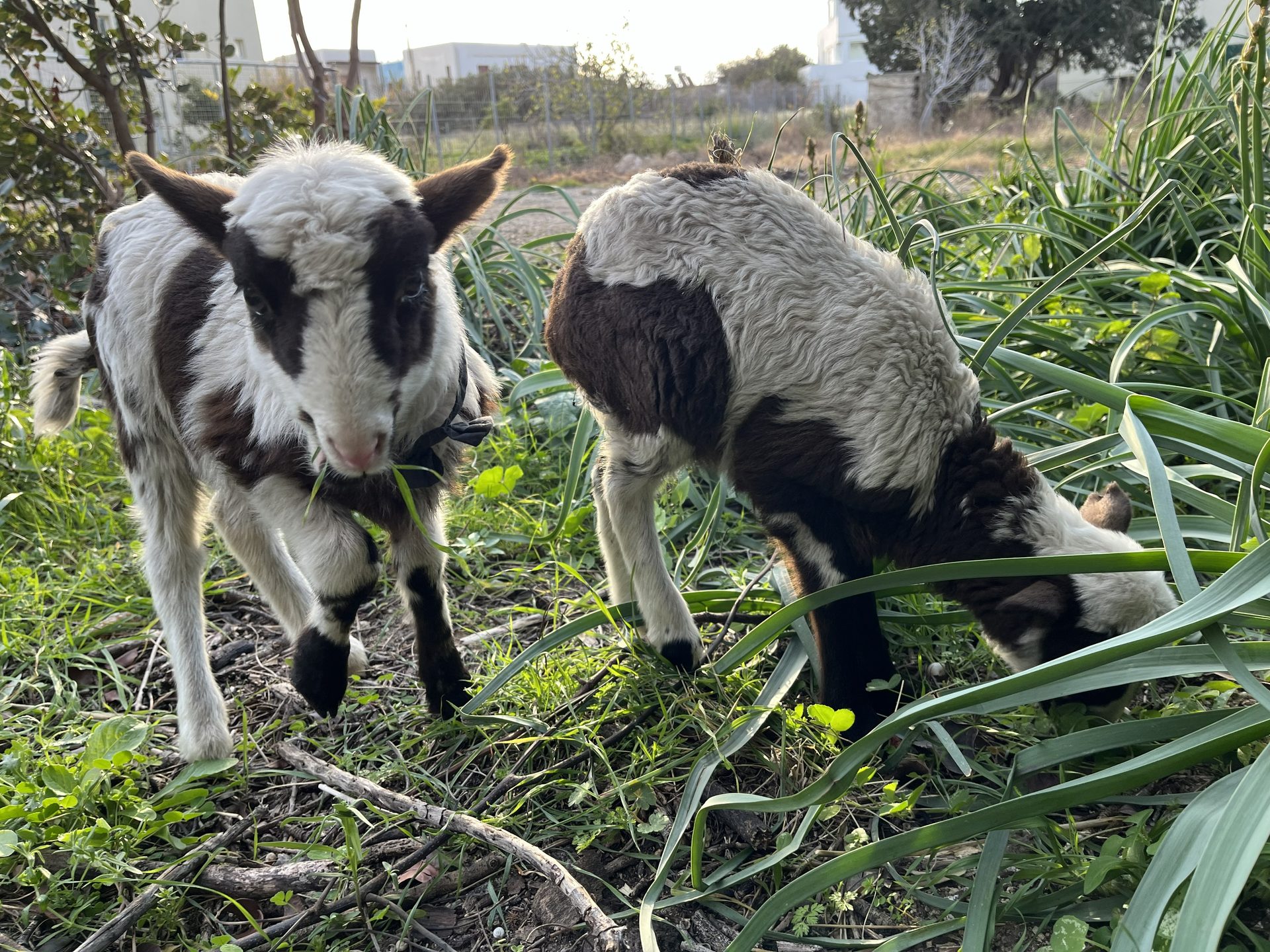 Two lambs grazing