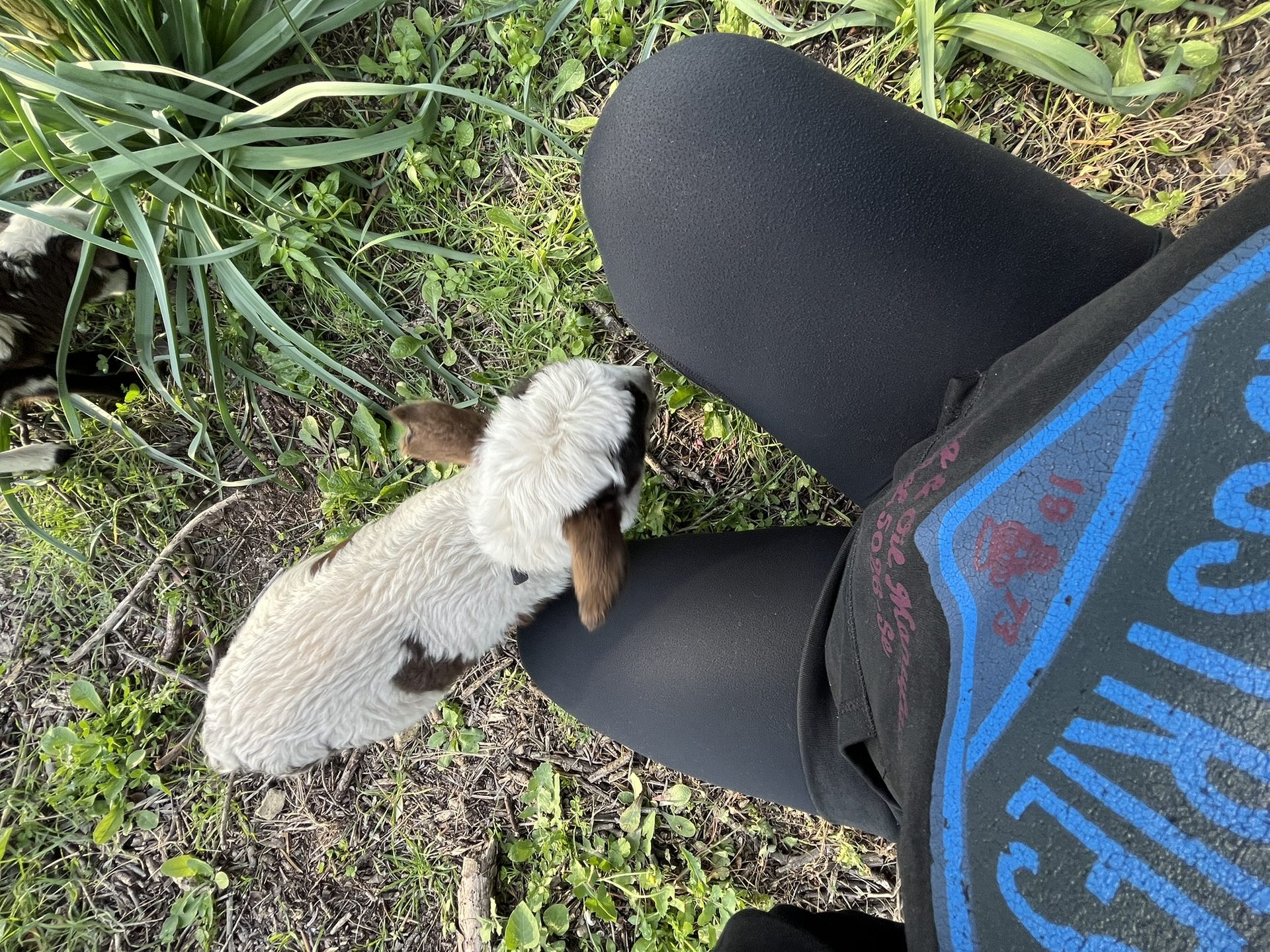 A young lamb nosing through the grass