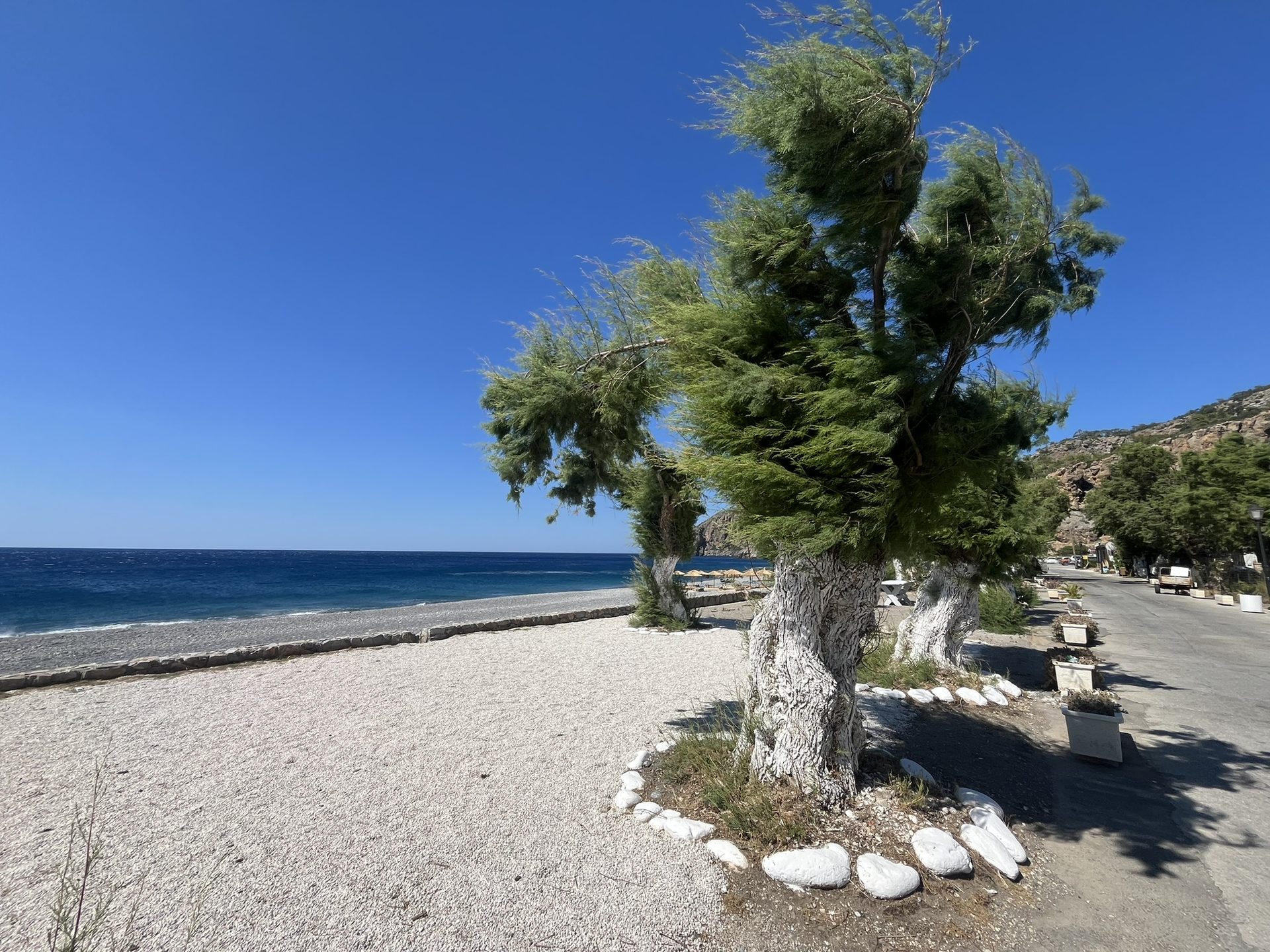 Tamarisk trees bending in the wind on Sougia beach