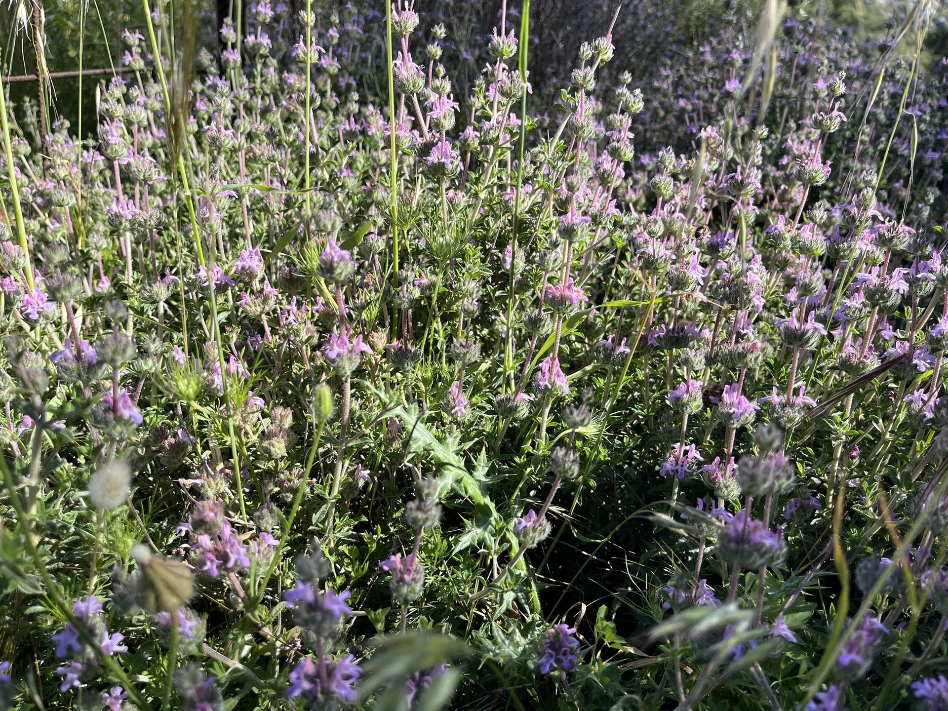 Wild purple flowers on the hillside