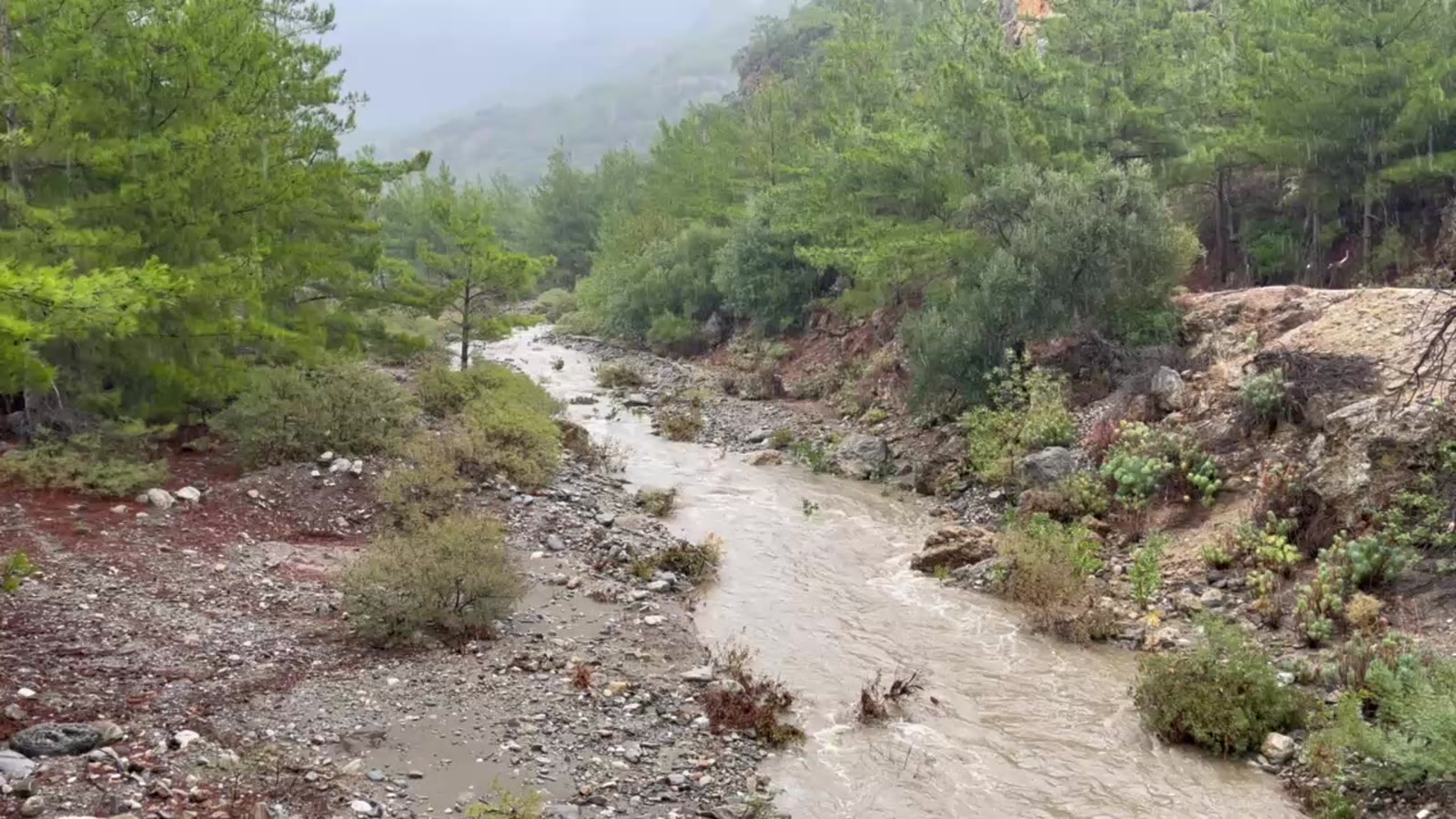 The stream running between pines and red earth after the rain