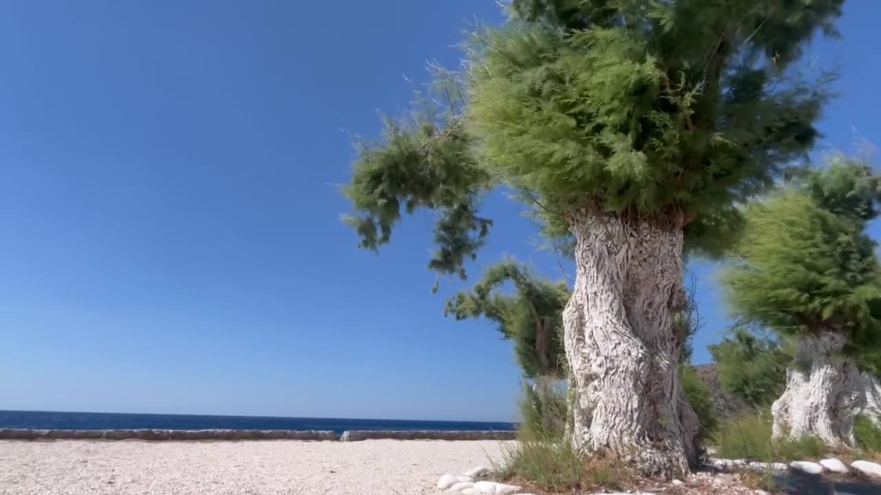 Tamarisk trees bending in the wind