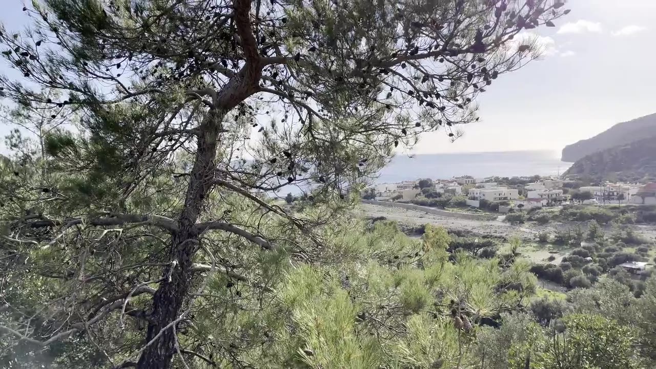 A pine moving in the wind on the slope above the village and the bay