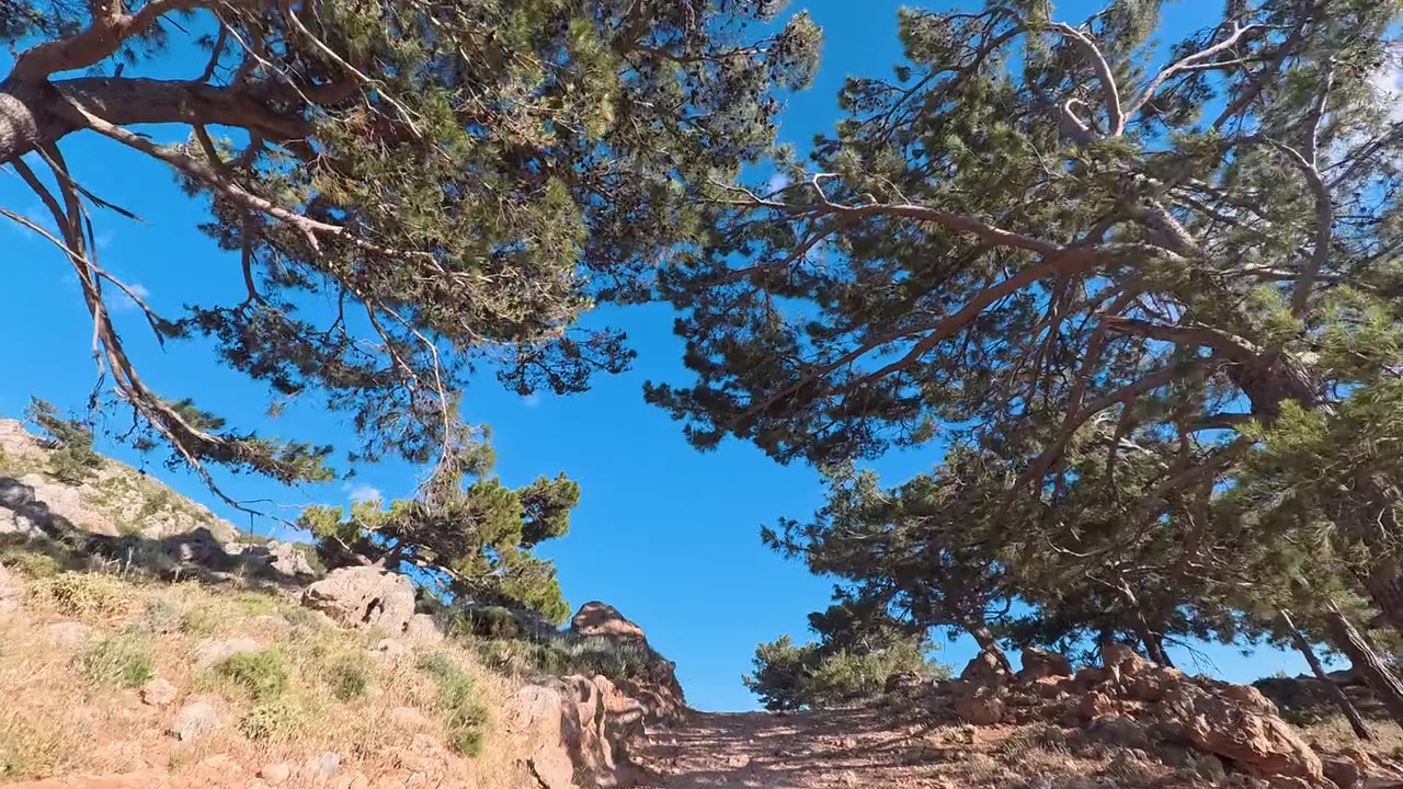 Walking a path under old pines above Sougia