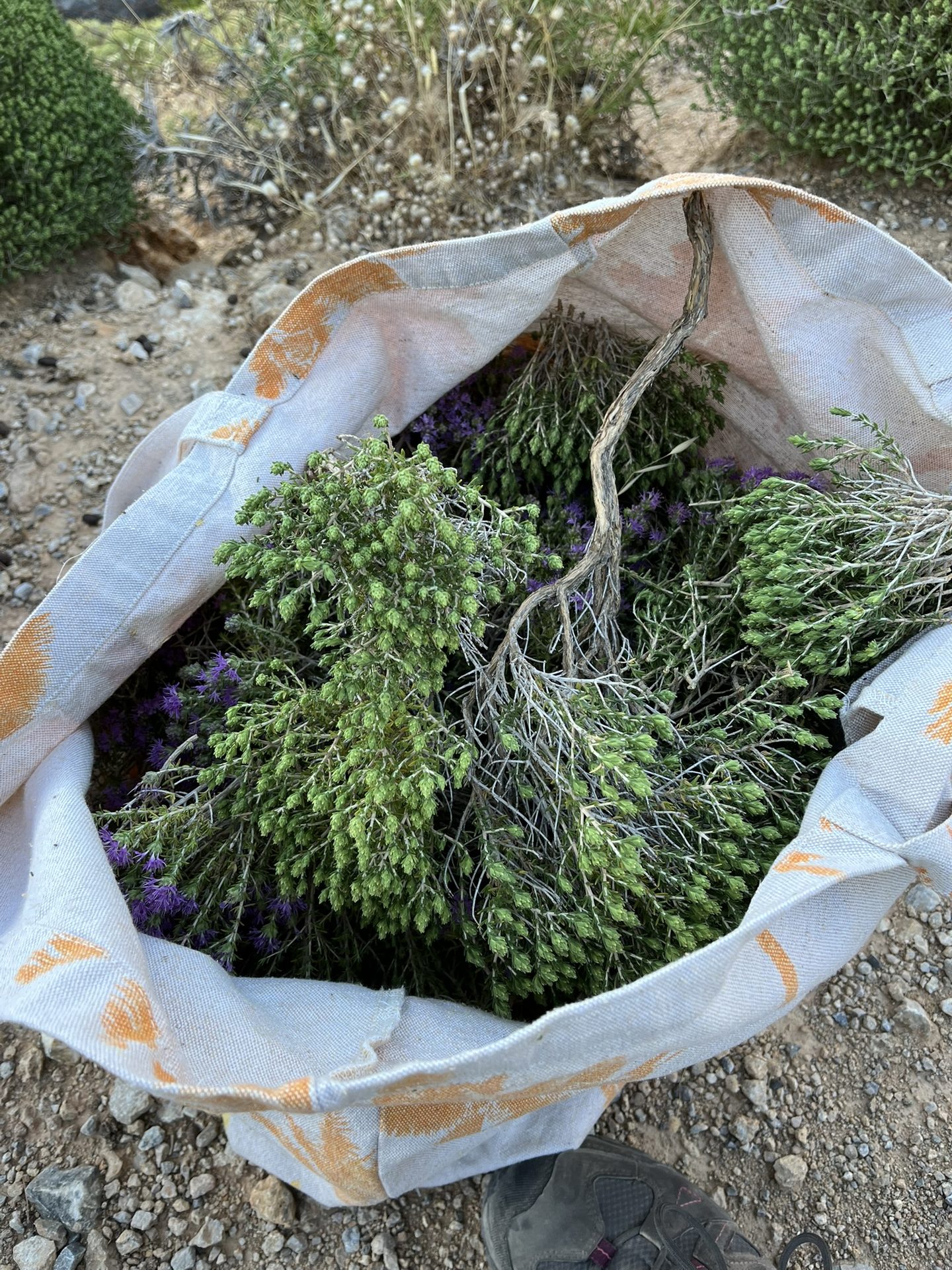 wild herbs